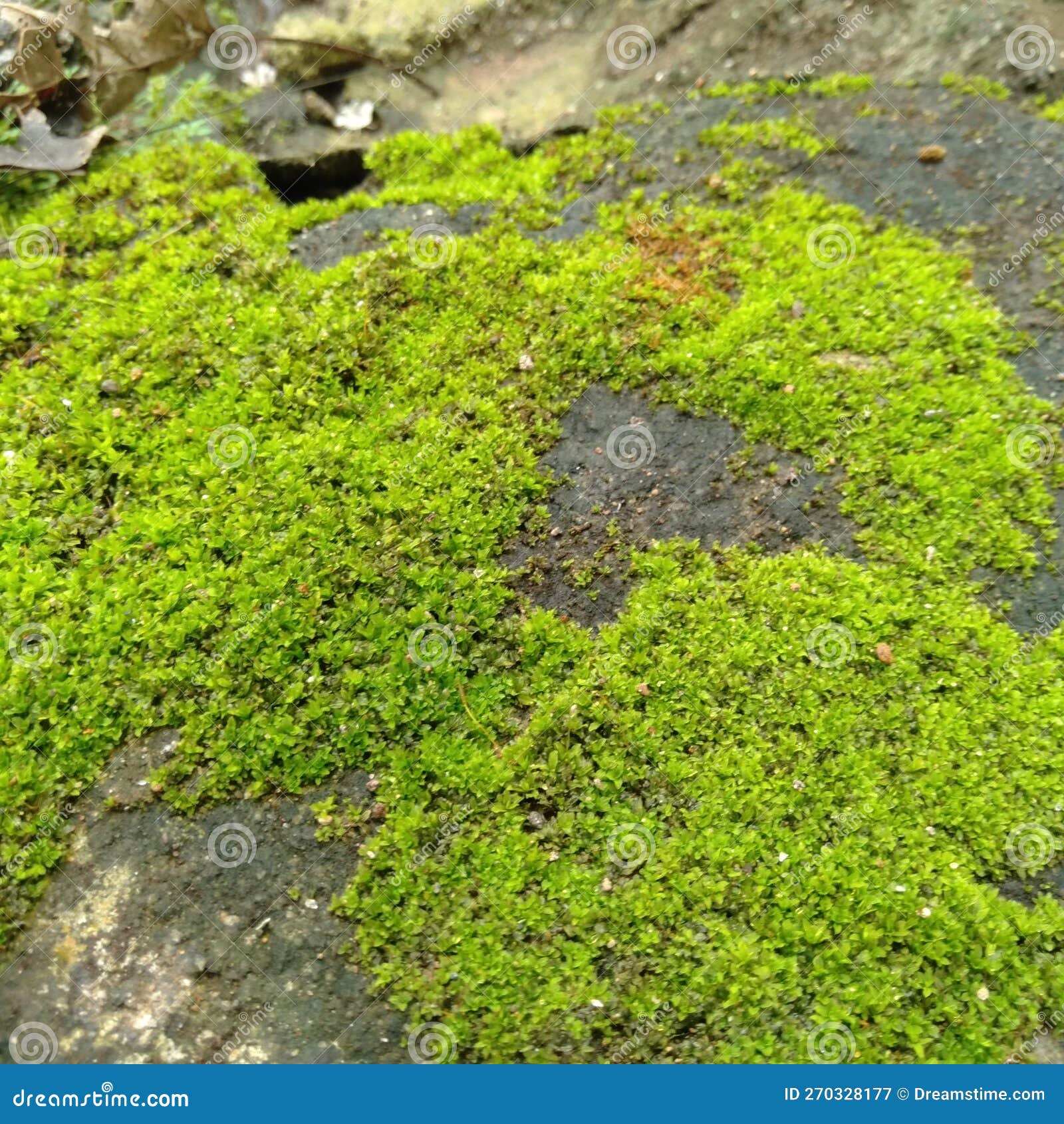 Moss Plants Grow in the Ground Stock Image Image of natural, moss