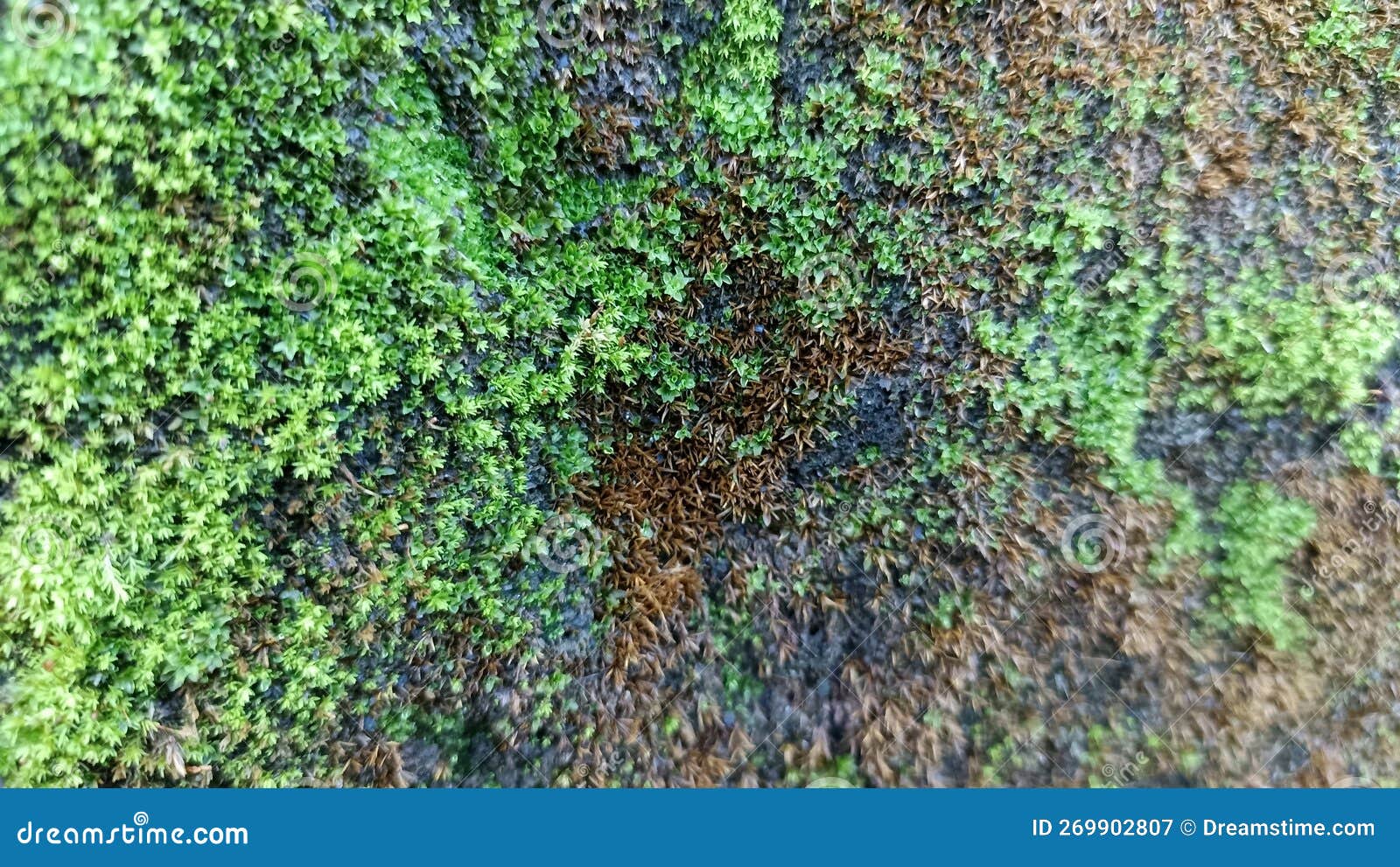 Moss Plants that Grow on the Rocks Stock Image Image of plant, nature