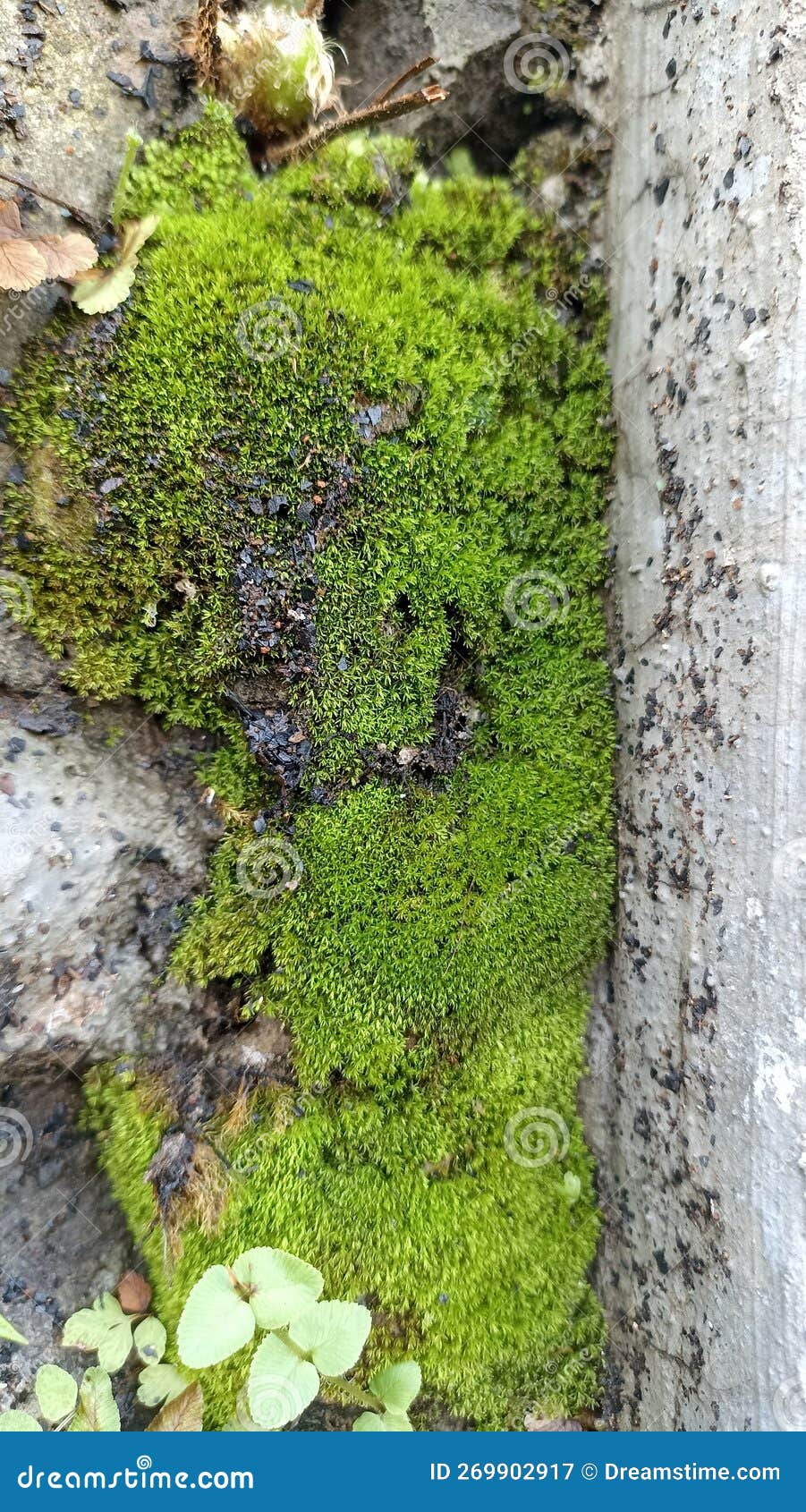 Moss Plants that Grow on the Rocks Stock Image Image of nature, grass