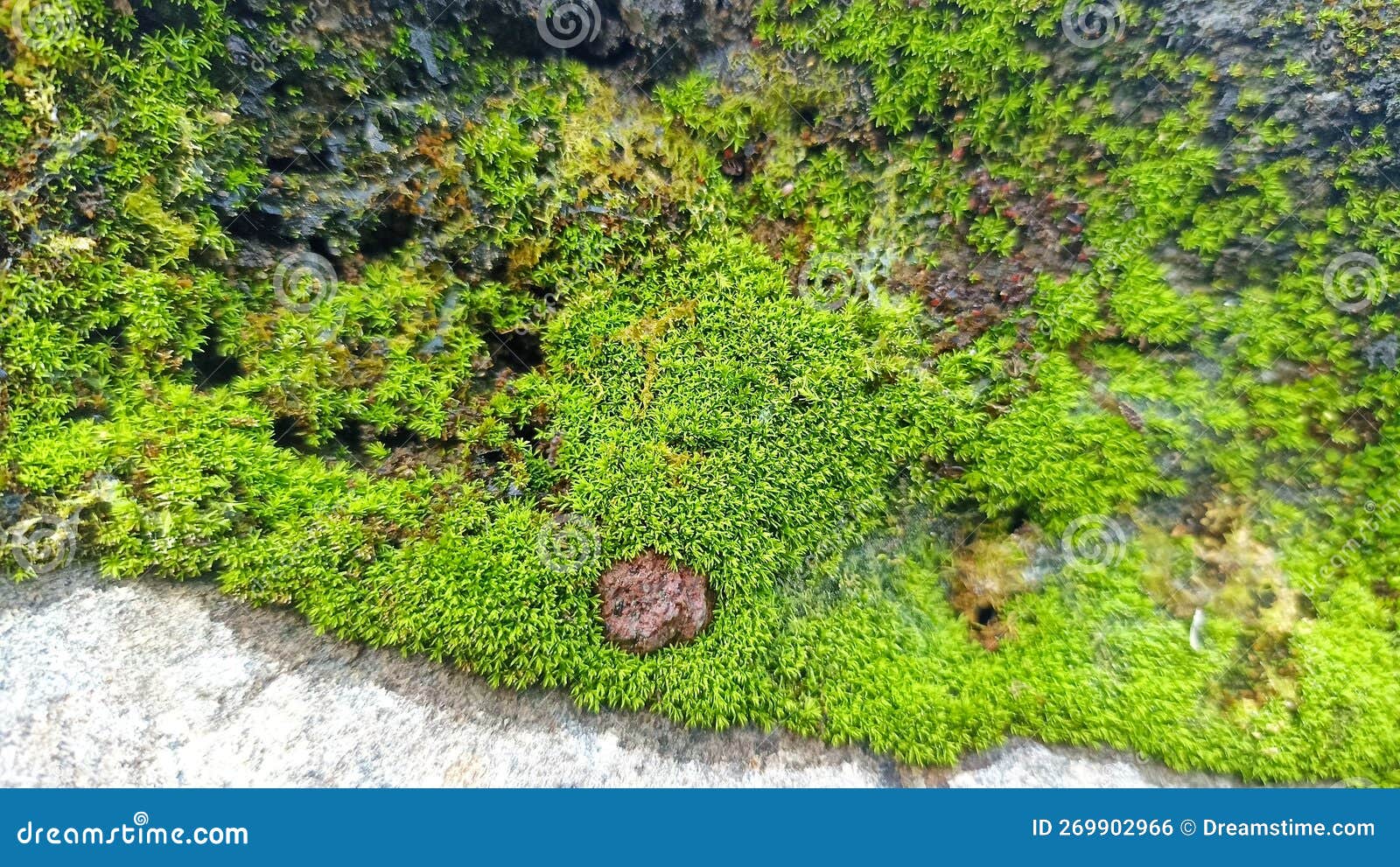 Moss Plants that Grow on the Rocks Stock Photo Image of green, moss