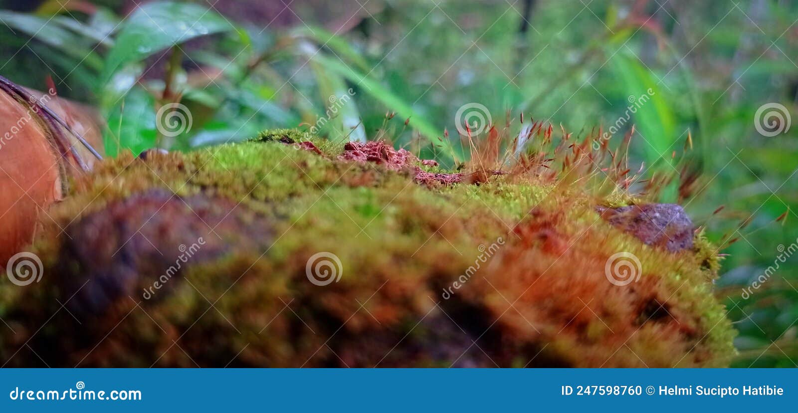 Moss Plants that Grow in the Wild Stock Photo Image of moss, wildlife