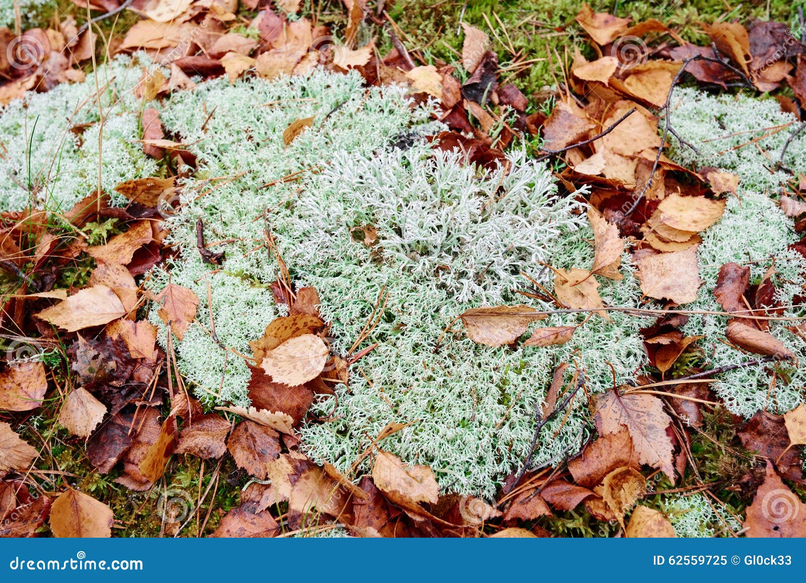download reindeer moss download reindeer moss