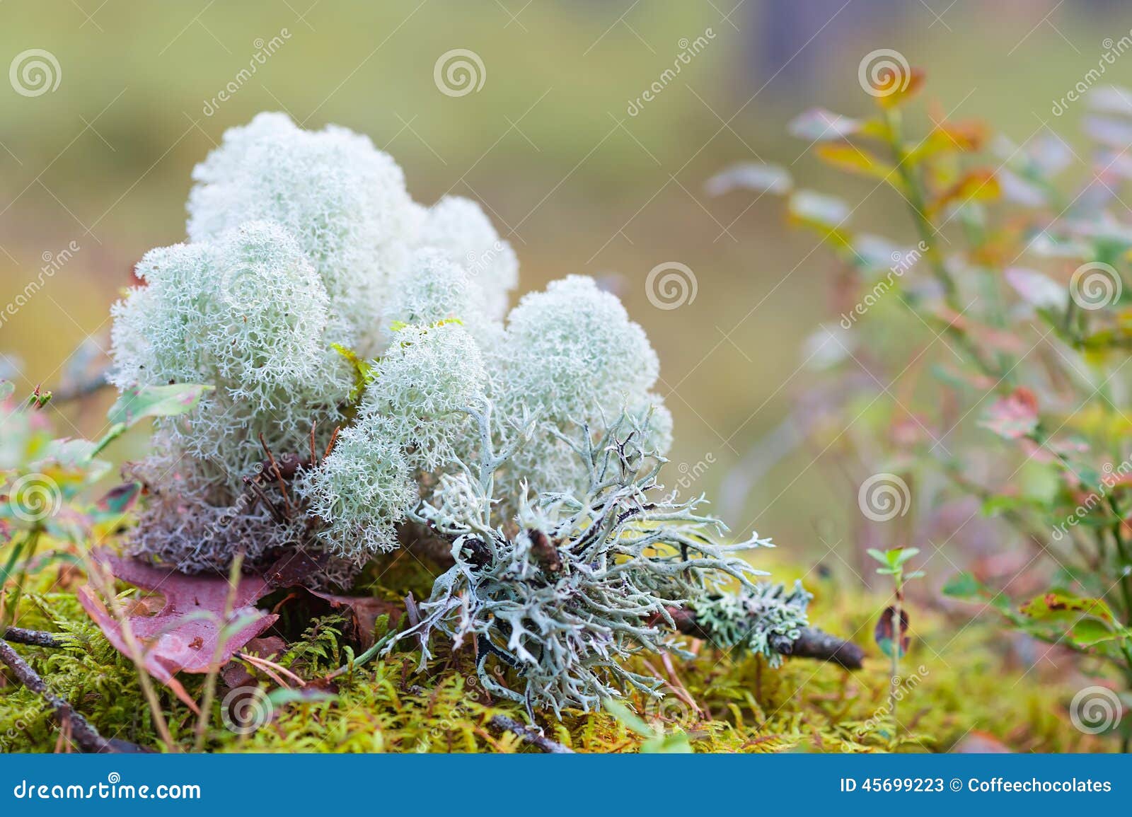 free download reindeer moss free download reindeer moss
