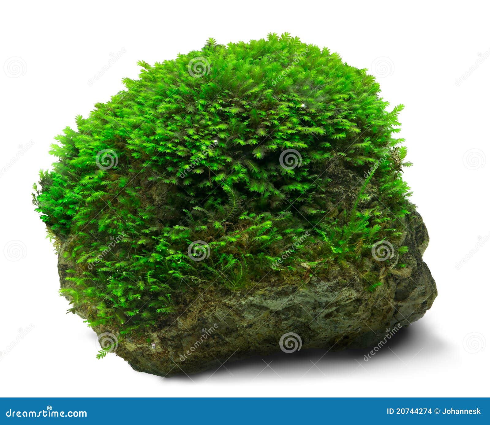 Moss and rock stock photo. Image of green, plant, fissidens - 20744274 Moss On Rocks In Aquarium
