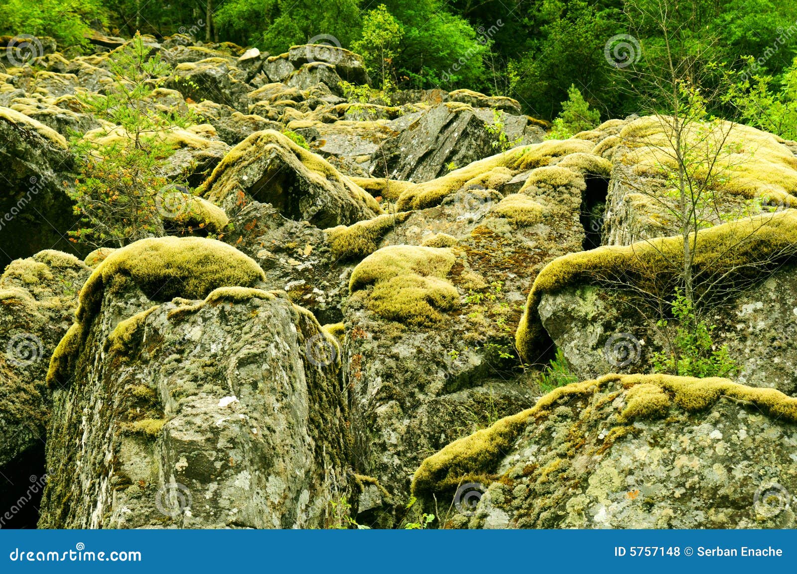 Moss Covered Rocks On A Rainy Day Stock Photo - Download Image Now