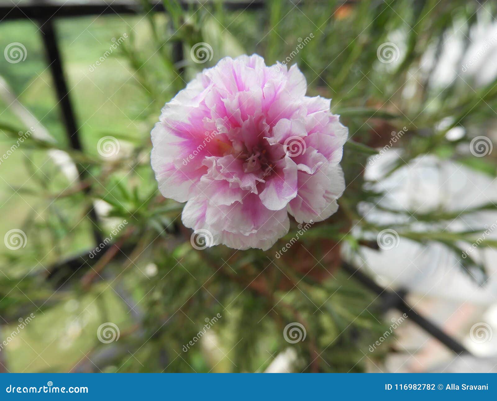 9 O Clock Flower Photos Free Royalty Free Stock Photos From Dreamstime 9 O Clock Flower Photos Free Royalty Free Stock Photos From Dreamstime