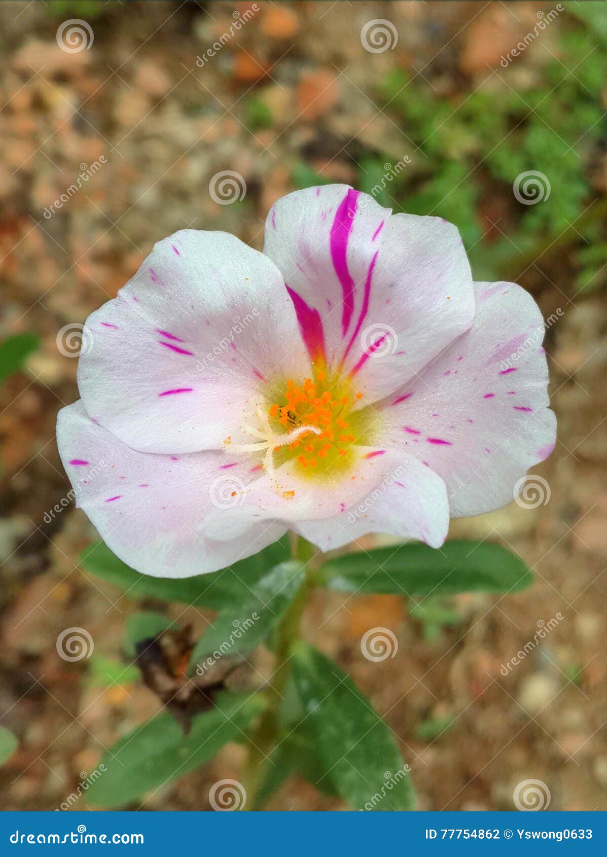 moss roses download moss roses download