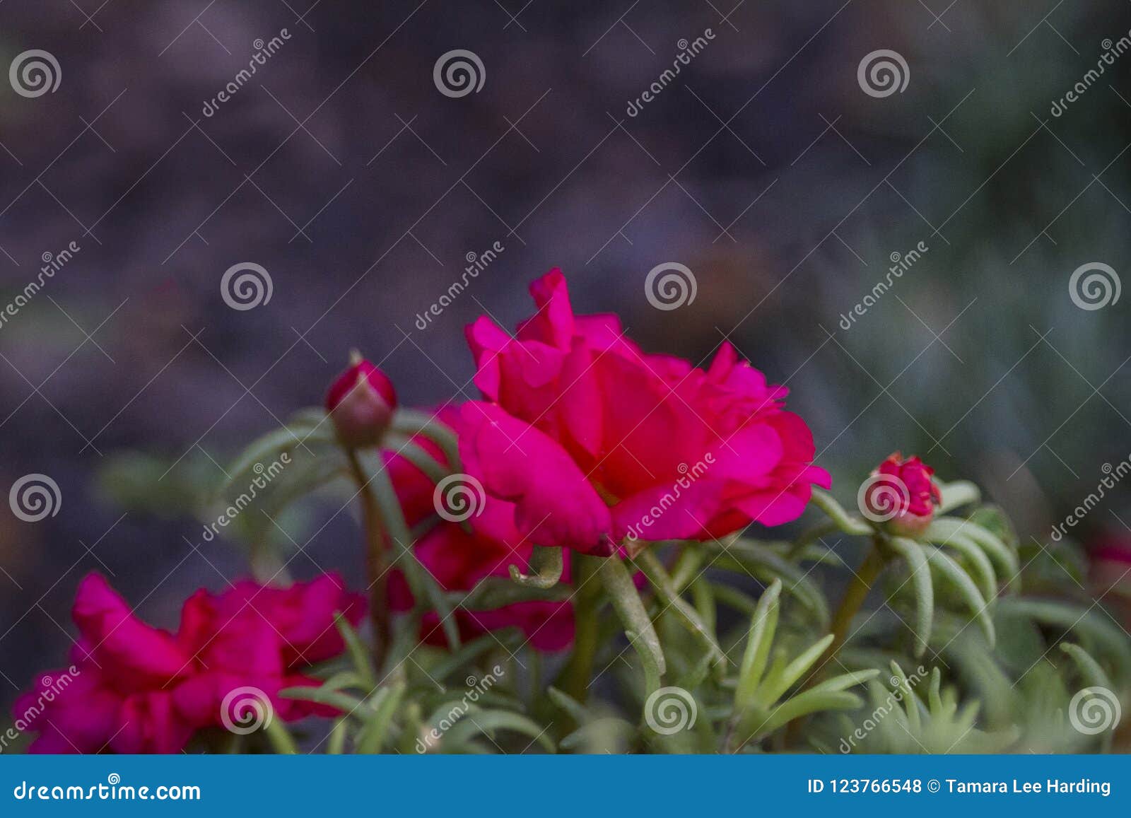 download moss roses for free download moss roses for free