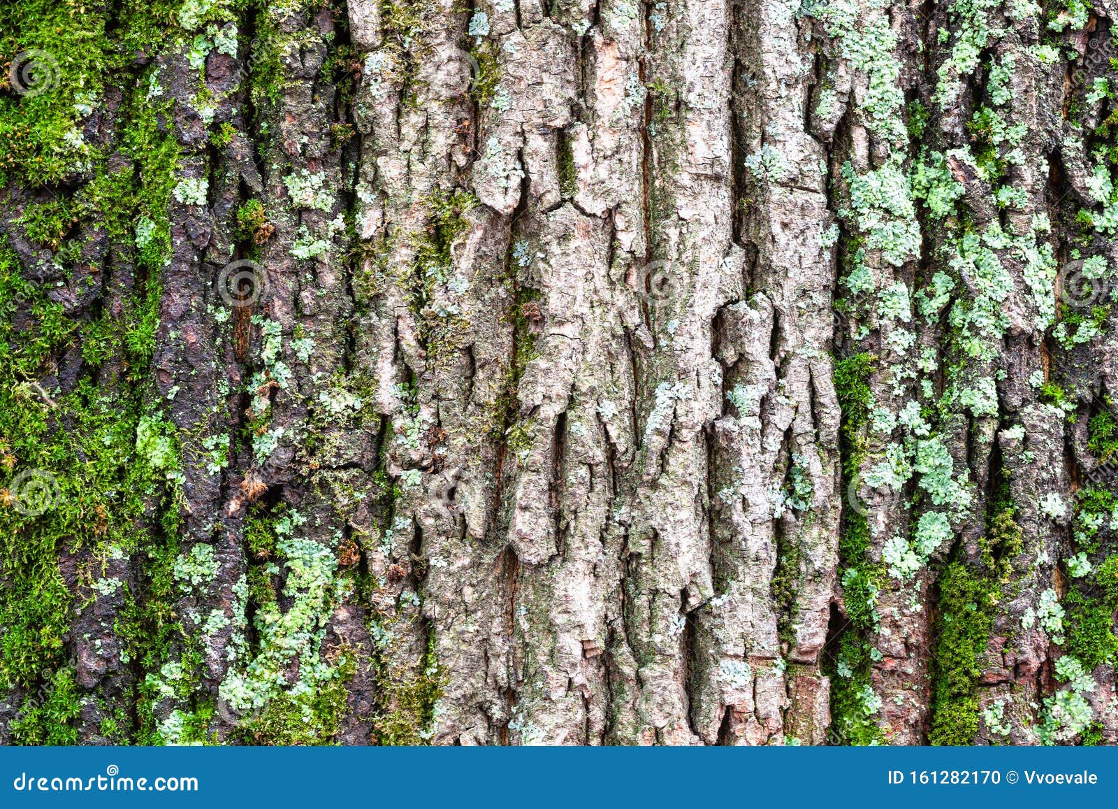 Bark Maple Norway Photos Free Royalty Free Stock Photos From Dreamstime