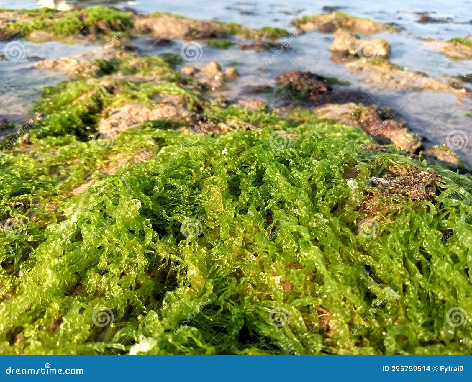 moss scattered when the sea water recedes