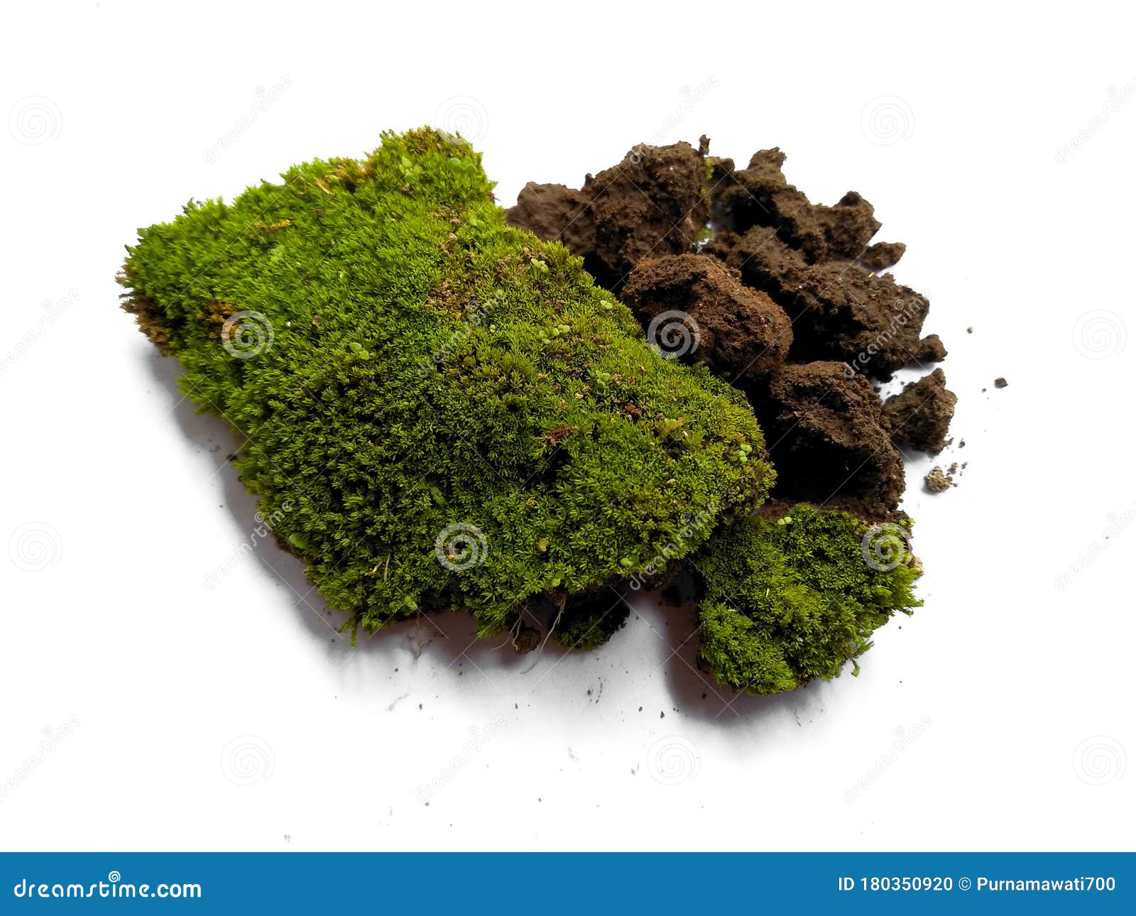 Green Moss On White Background Stock Photo 180350920 Megapixl