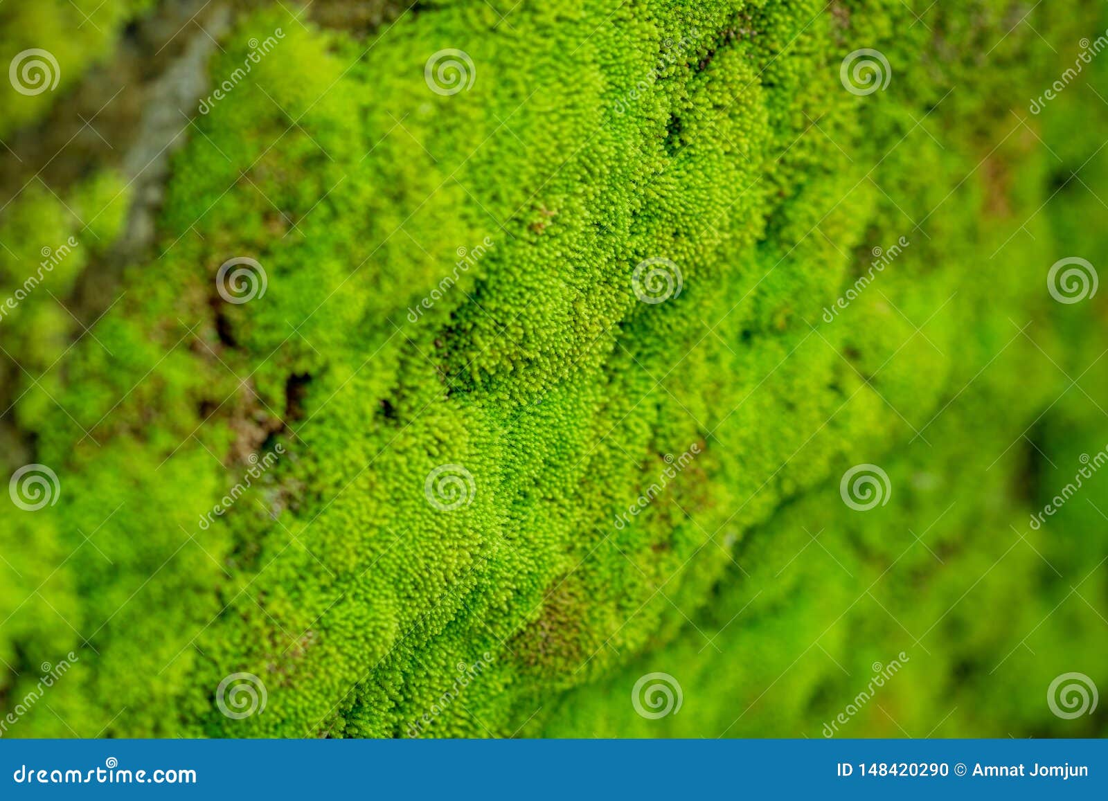 Green moss growing on a rock wall photo – Free Moss Image on Unsplash