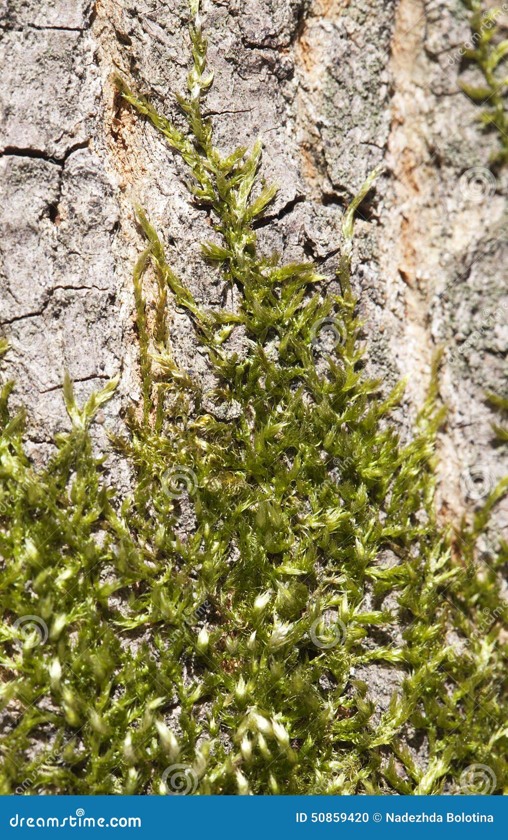 Moss on a tree. Moss covering tree bark in the sunlight