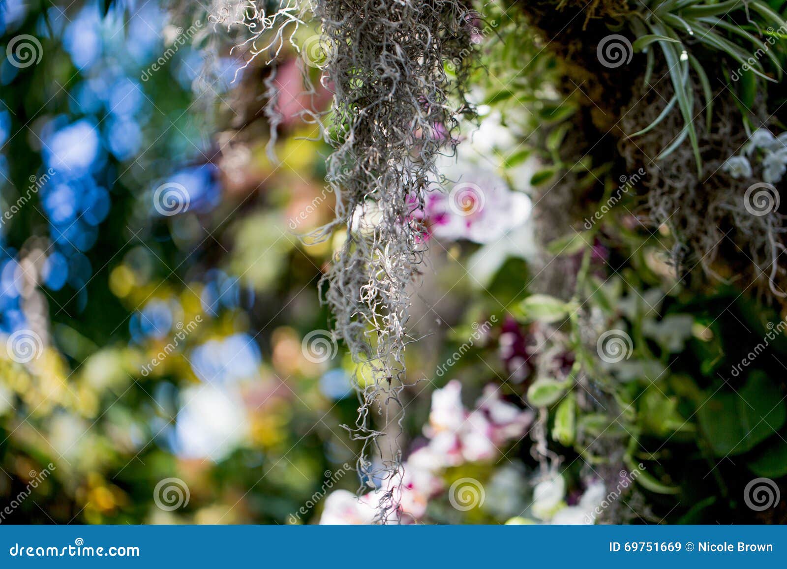 Moss Tree Leaf Flower stock image. Image of macroflower 69751669