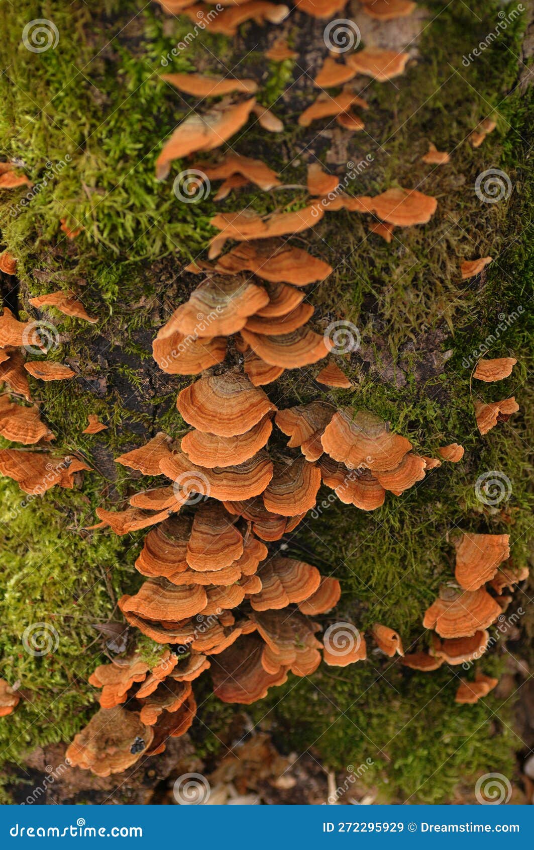 Tree Mushrooms. Silky Edible Plate Mushroom Volvariella Bombycina