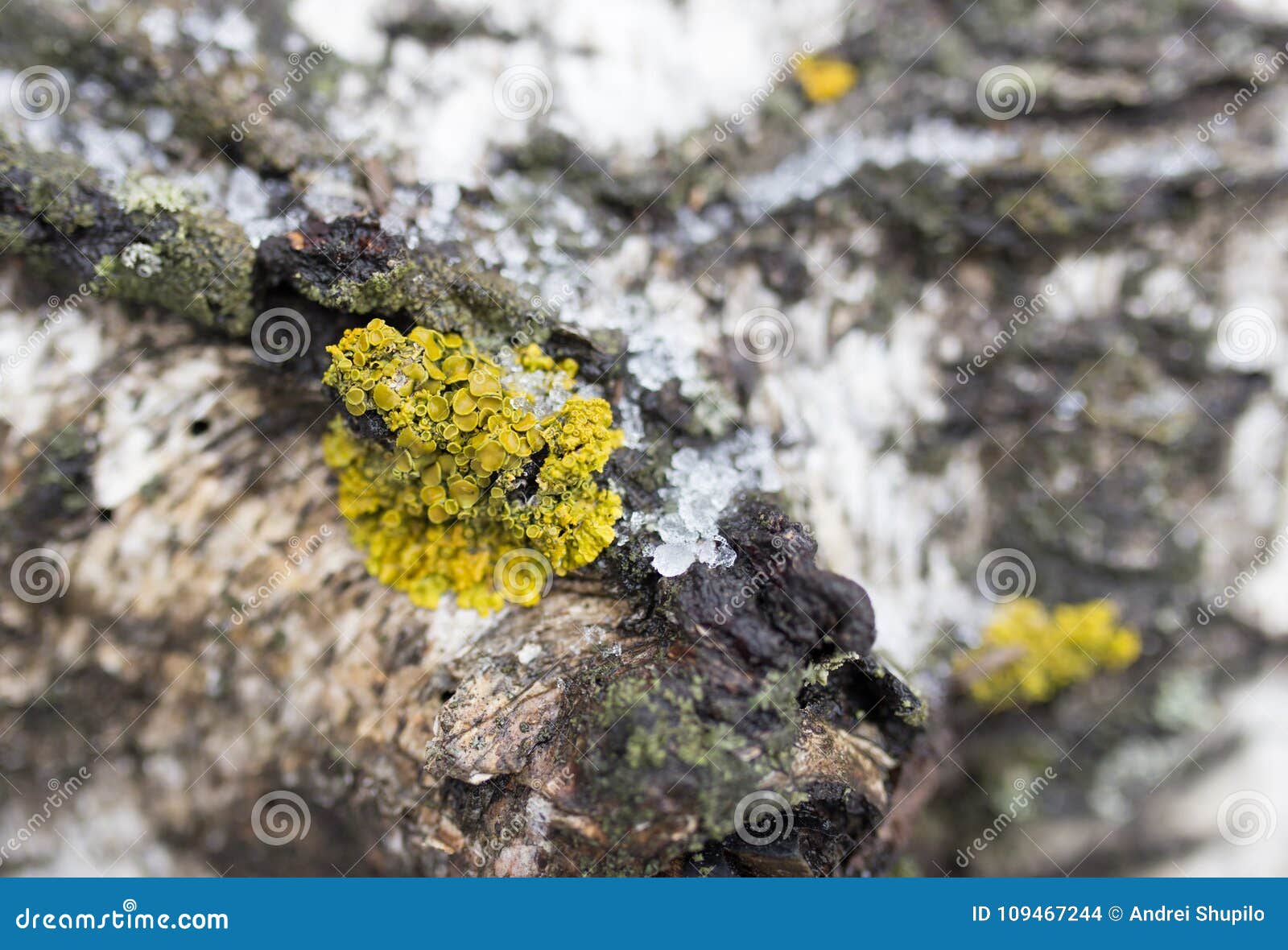 Moss on a tree in winter stock photo. Image of micro 109467244