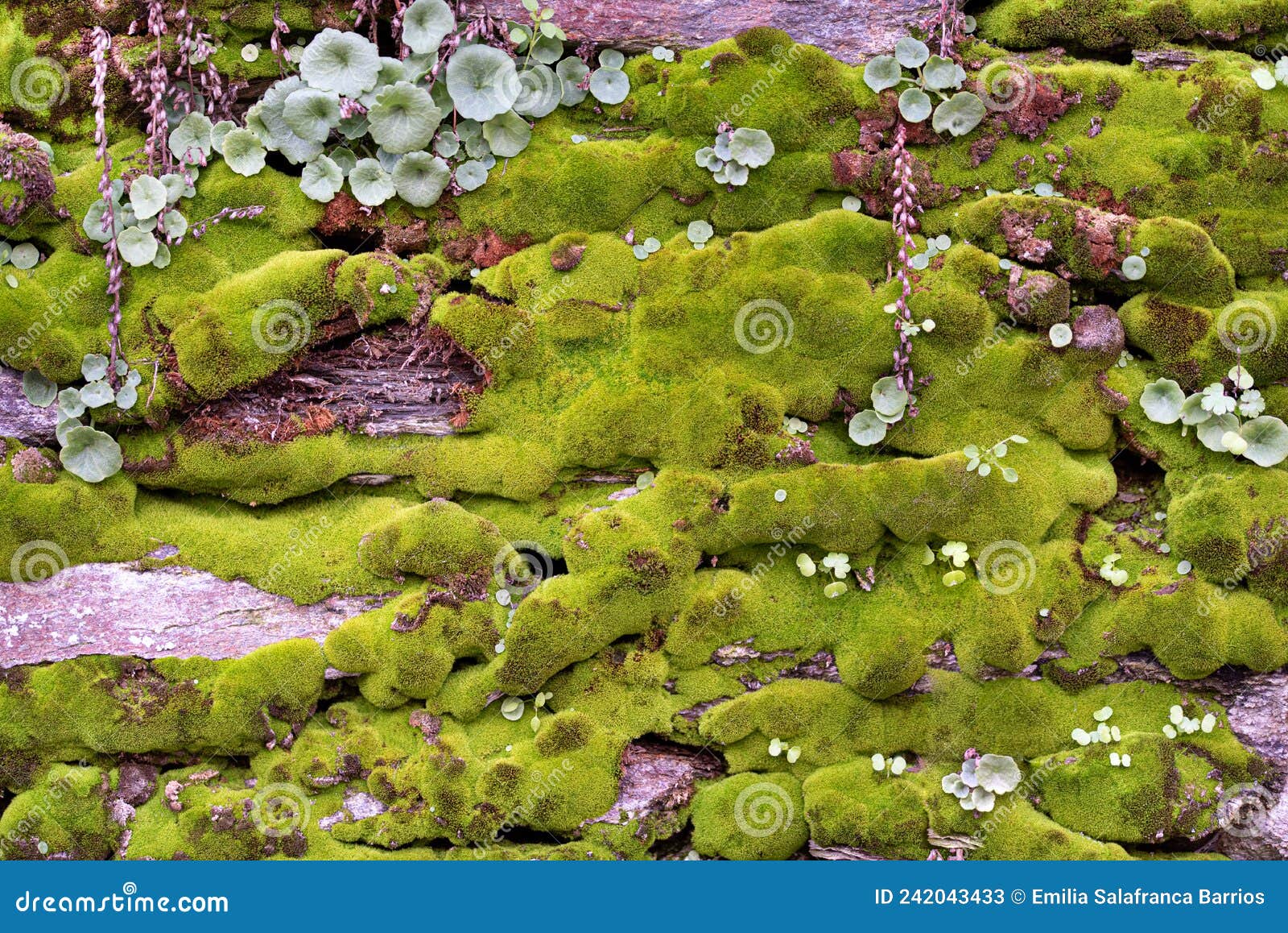 wild moss with small plants and rock