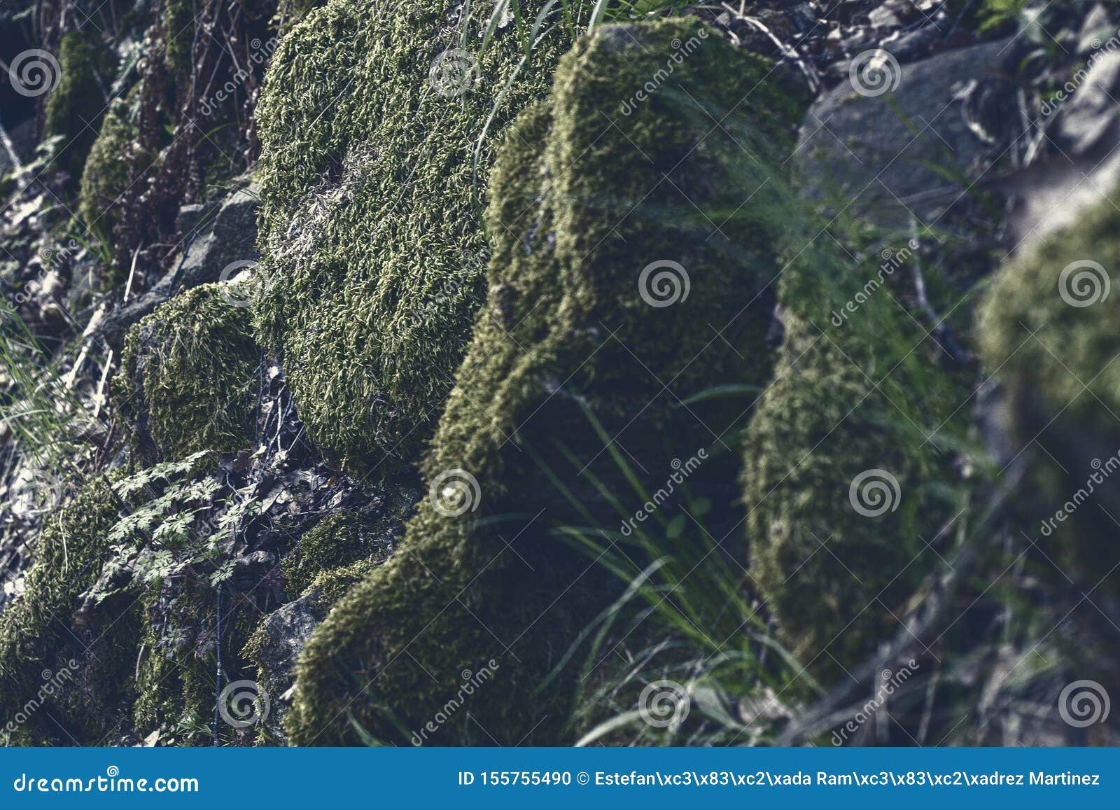 moss and vegetation in rocks in the mountain