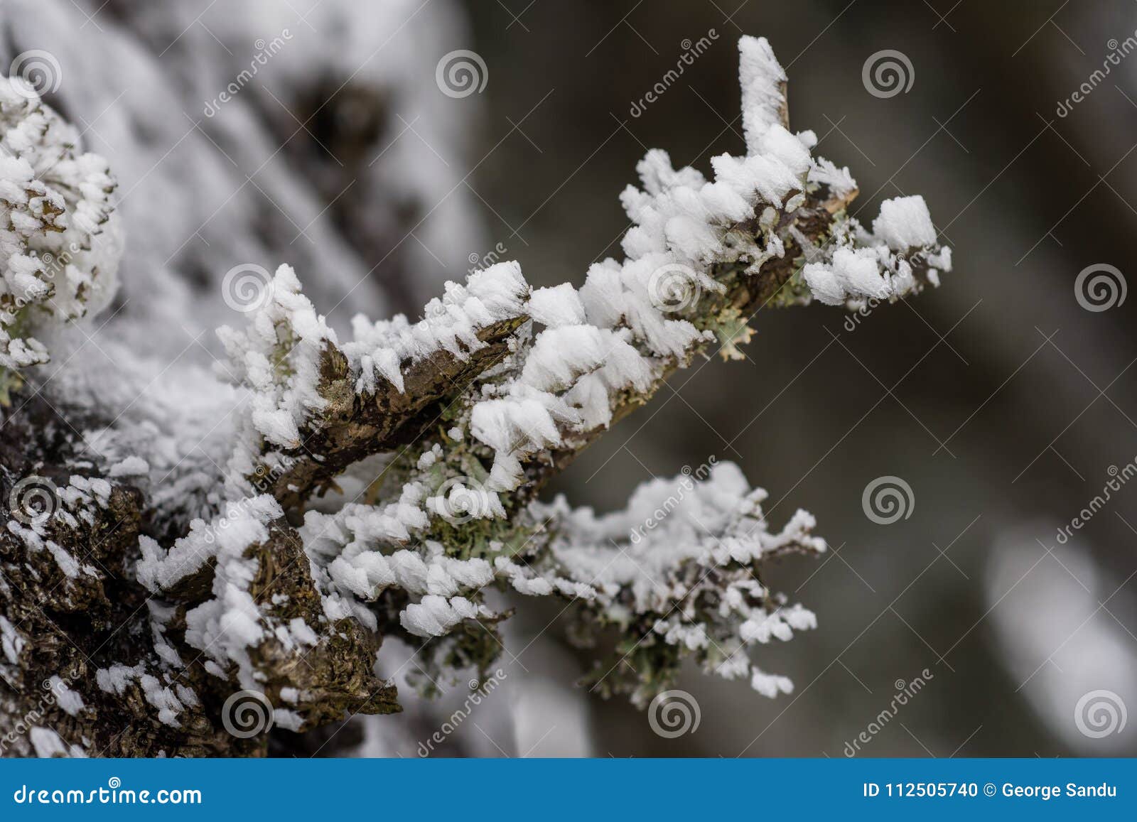 Moss Vegetation in Winter Season Stock Photo - Image of season, winter ...