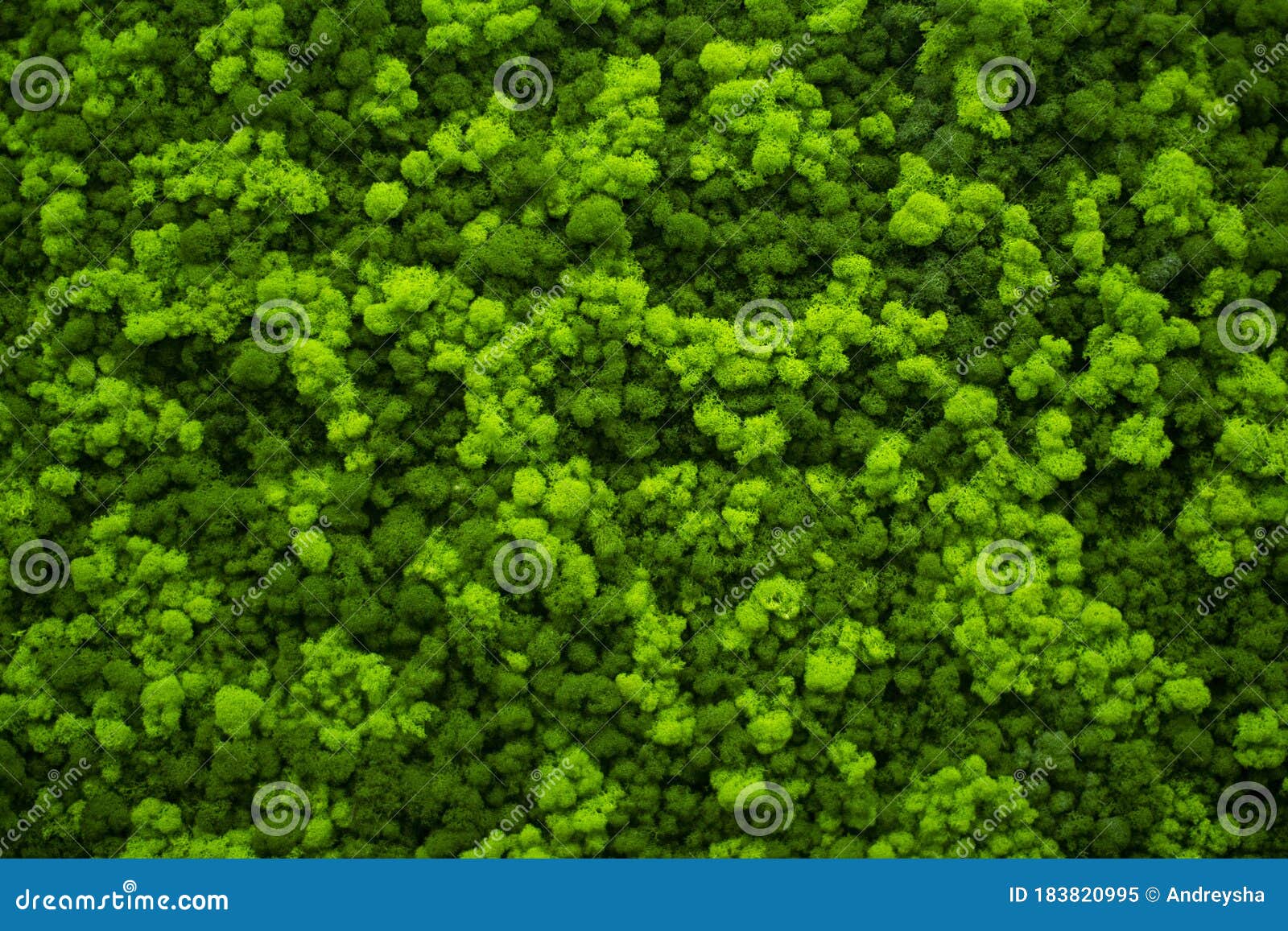 Green decorative moss texture. Wall from moss background. Stock Photo