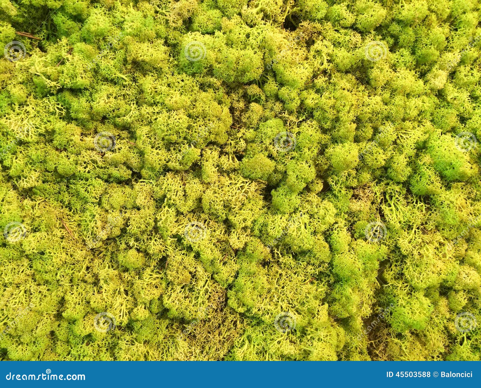 Moss Wall stock photo. Image of wall, live, natural, moss 45503588