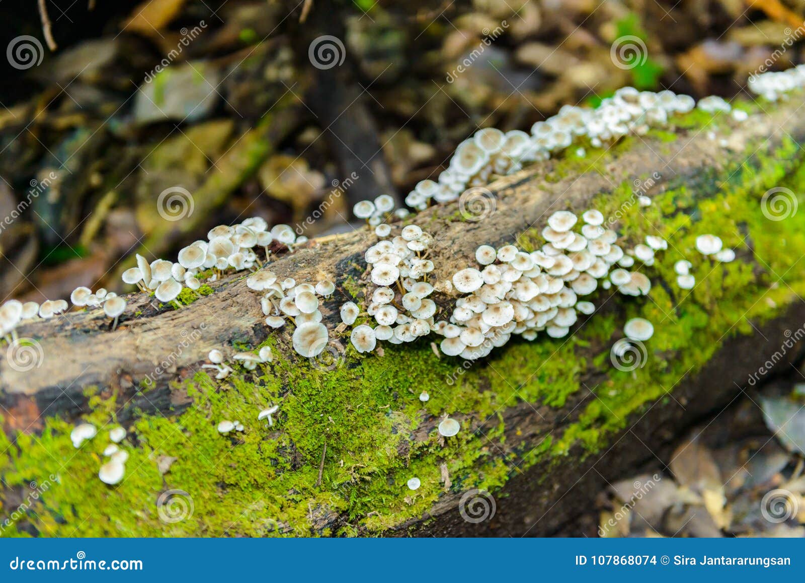 moss and wild mushrooms on logs in kew mae pan nature trail trek