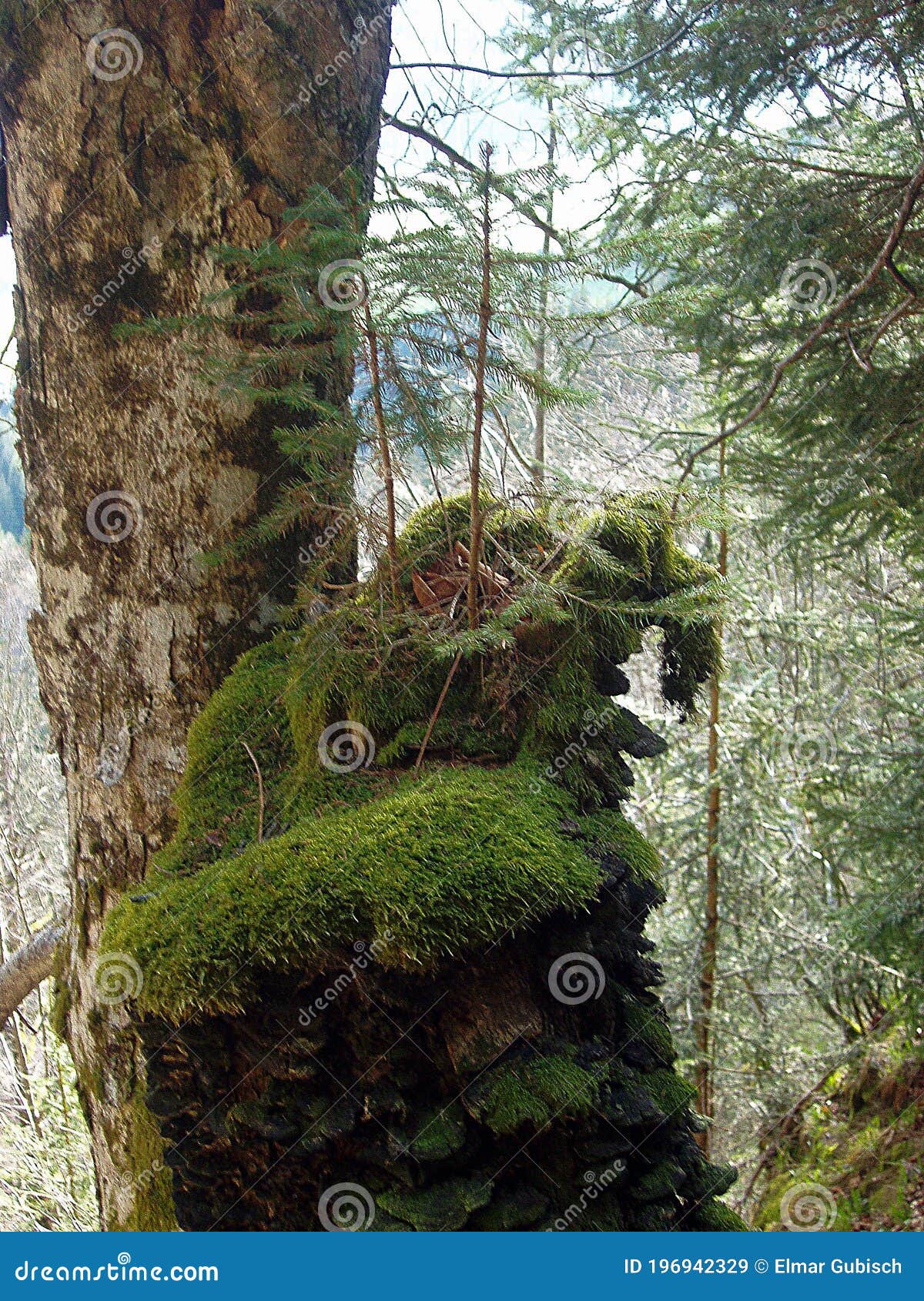 Mosses in the Forest Regulate the Water Balance Stock Image Image of