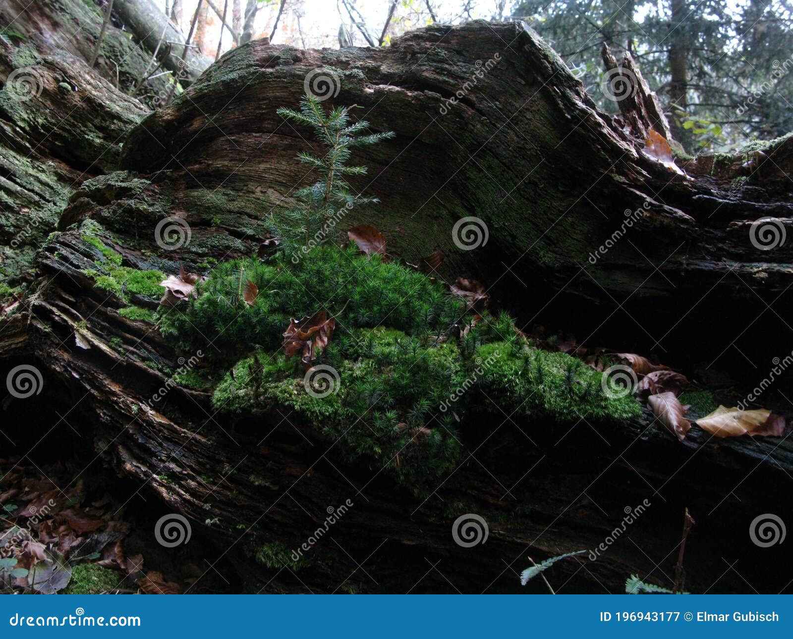 Mosses in the Forest Regulate the Water Balance Stock Image Image of