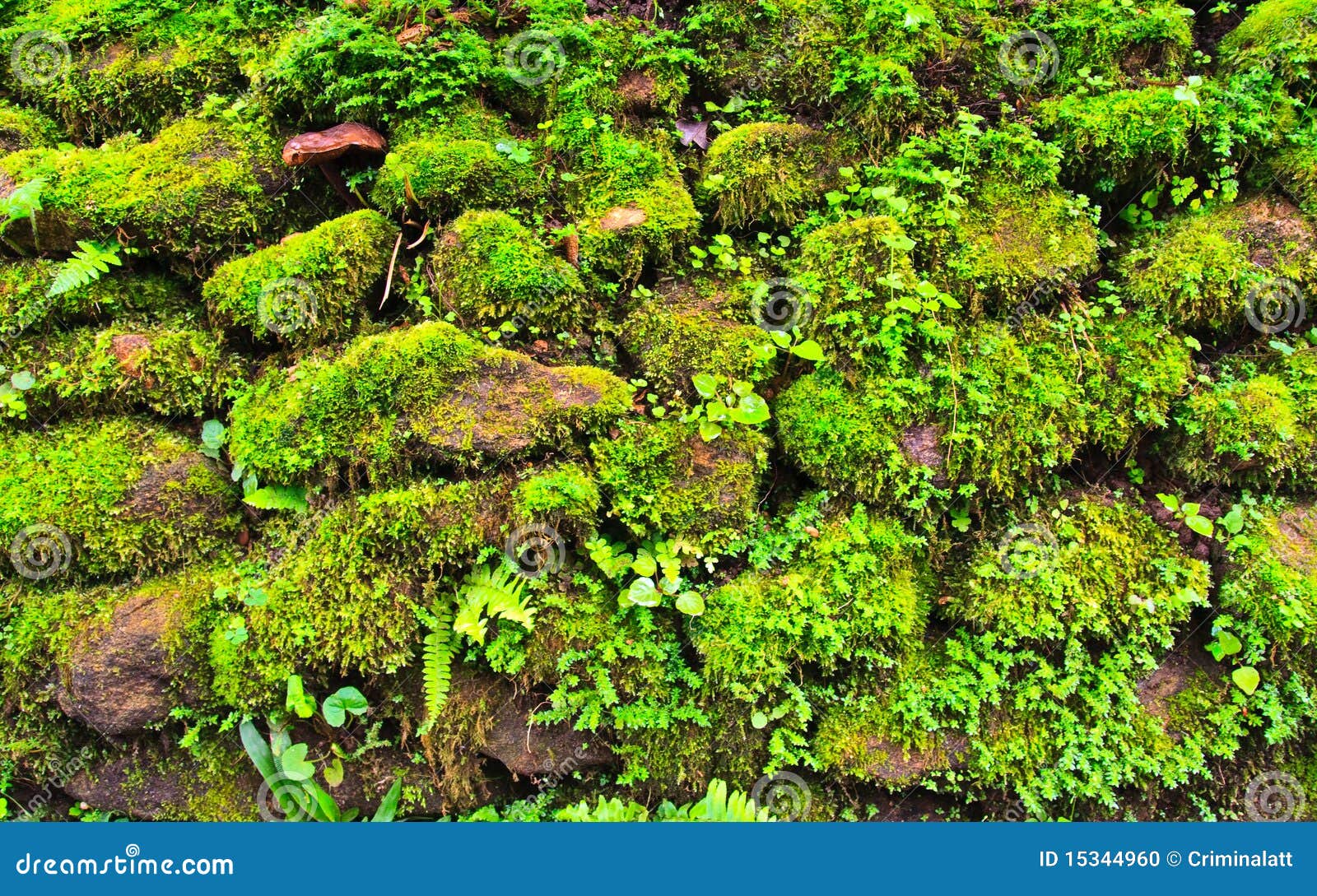 Mosses on the rocks stock photo. Image of grow, dirty 15344960