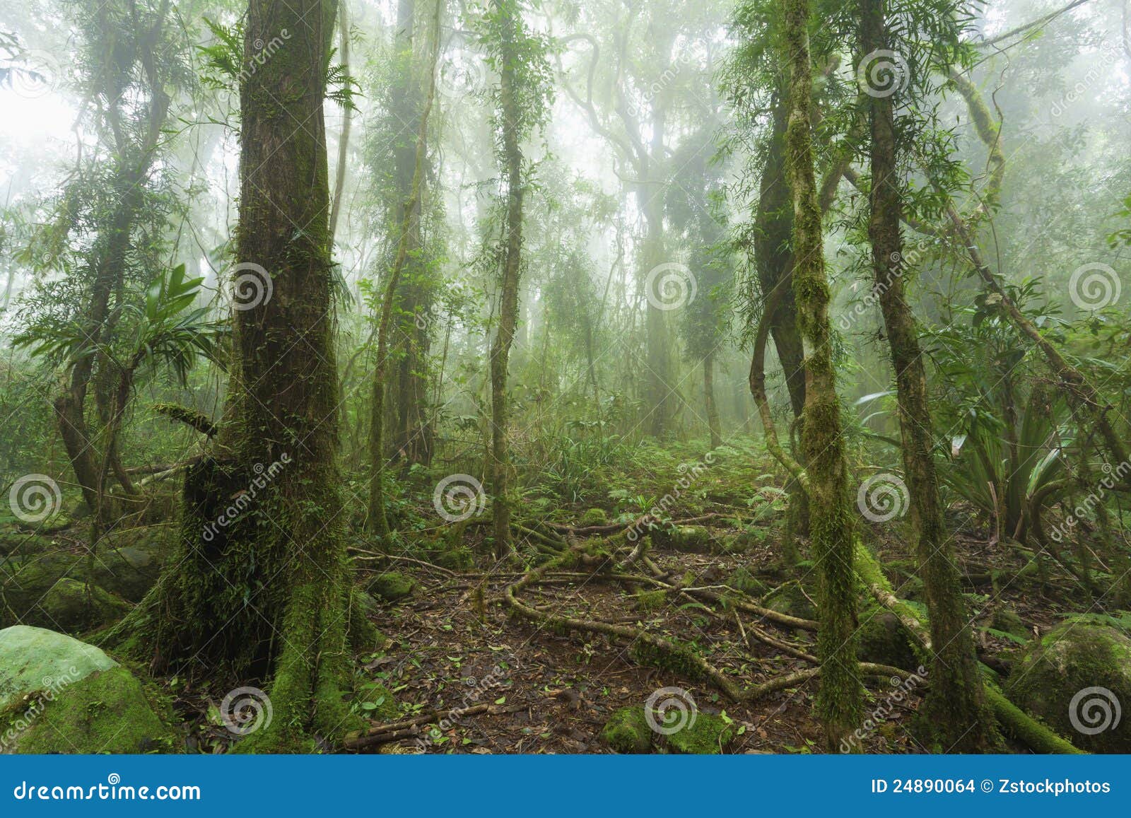 Jungle fog Stock Photos, Royalty Free Jungle fog Images