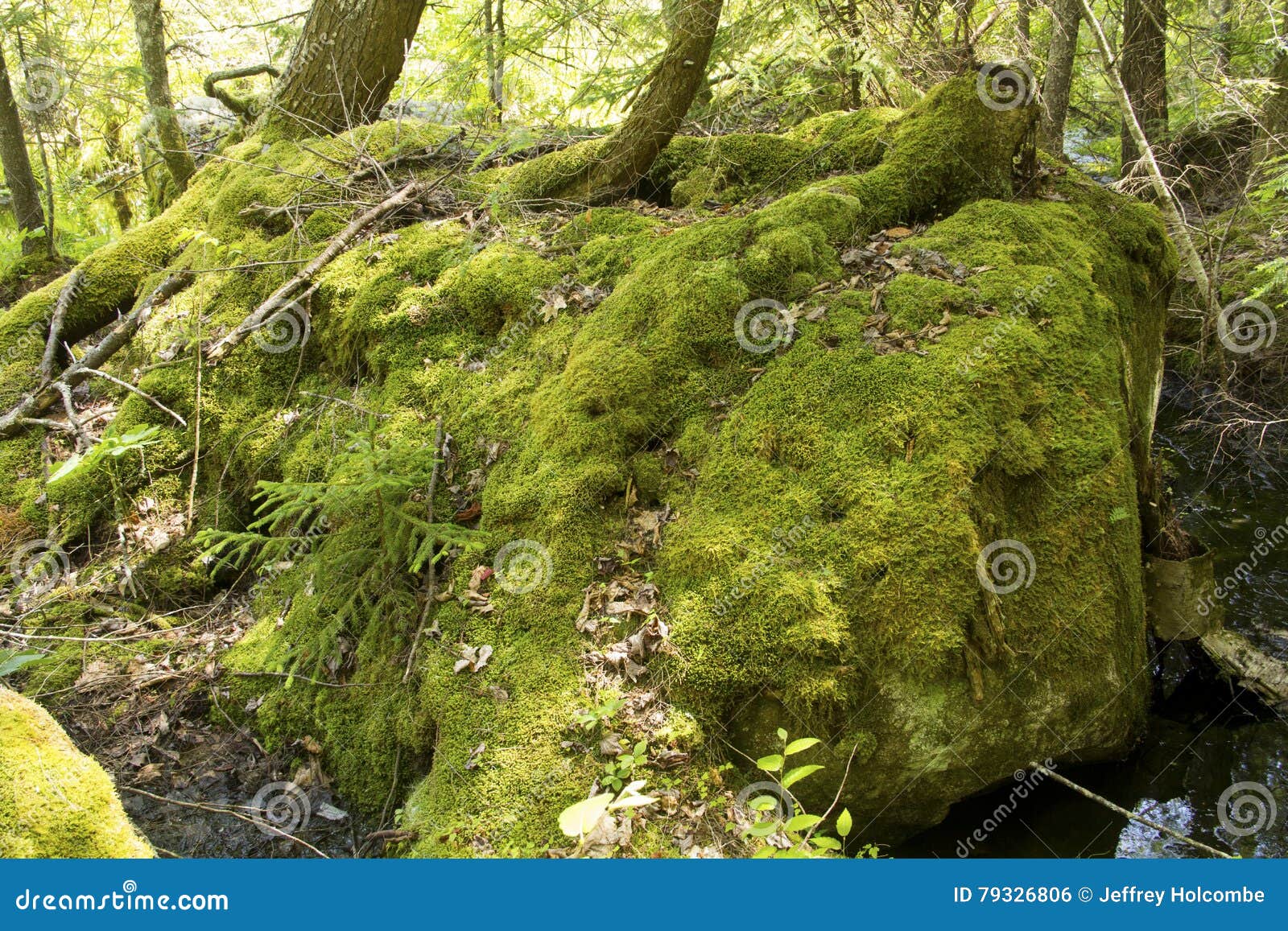 Mossy Boulder with Trees, Mountain View Lake, Sunapee, New Hampshire