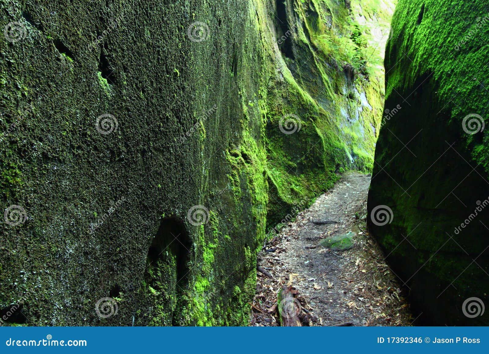Mossy canyon in Alabama stock photo. Image of area, dark 17392346