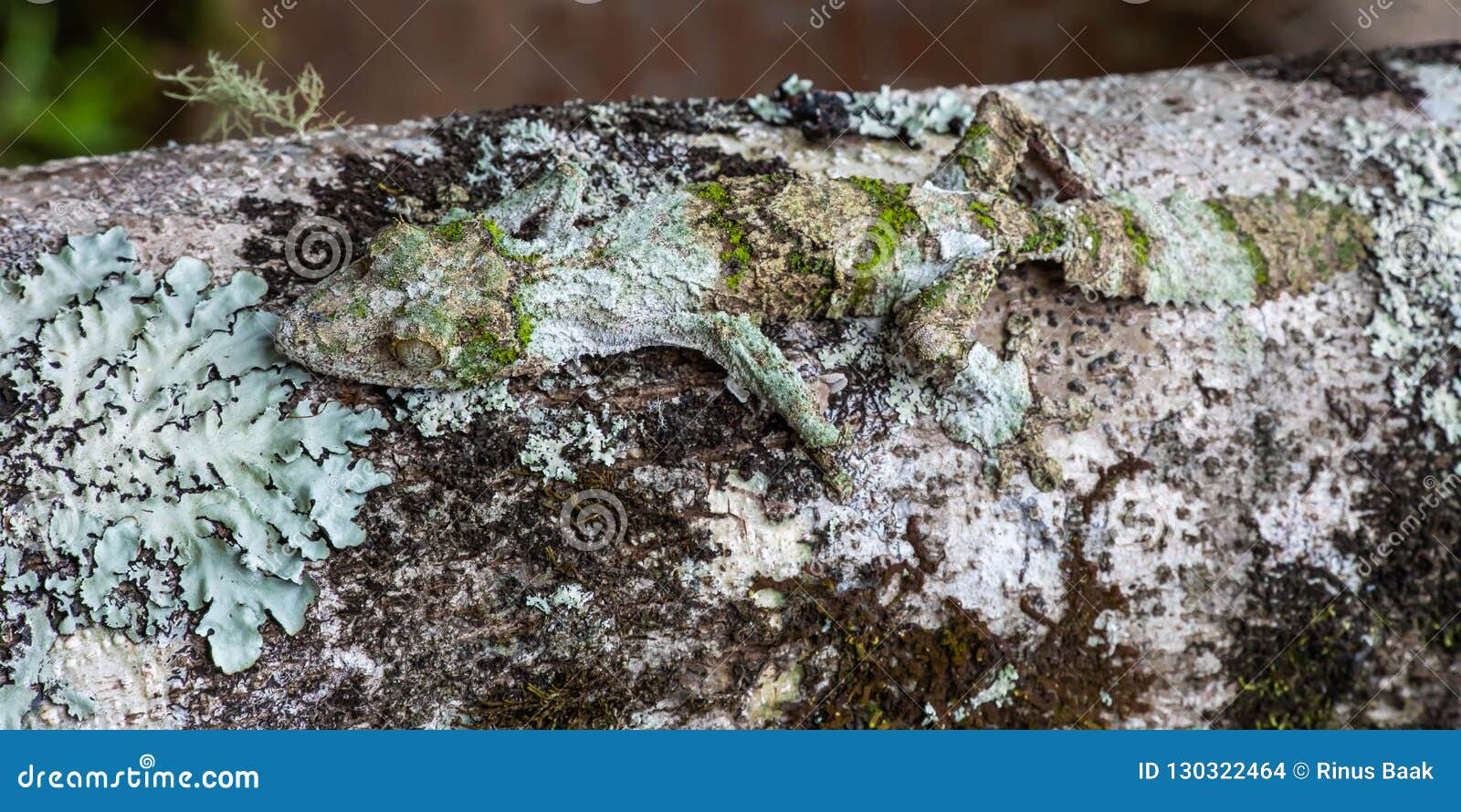 mossy leaf-tailed gecko