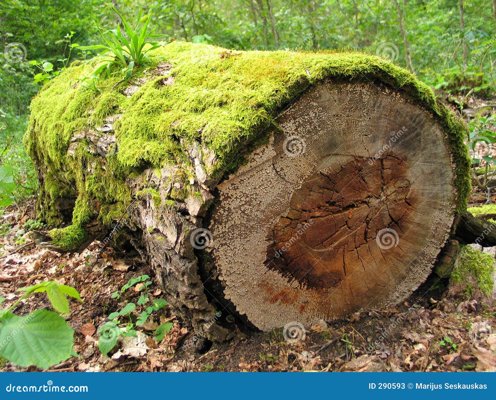 7(7^-x+6)=1+x log of log Mossy ancient, mossiness Image stock image. 7(7^-x+6)=1+x log of log Mossy ancient, mossiness Image stock image.