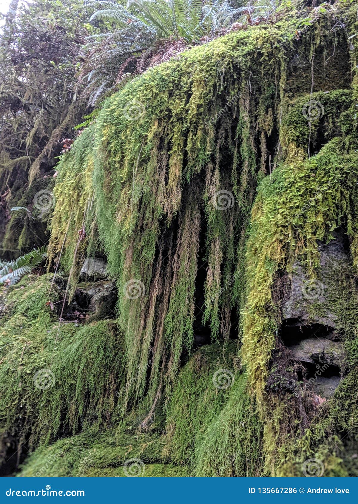 Mossy stock photo. Image of hike, coast, rock, mossy 135667286
