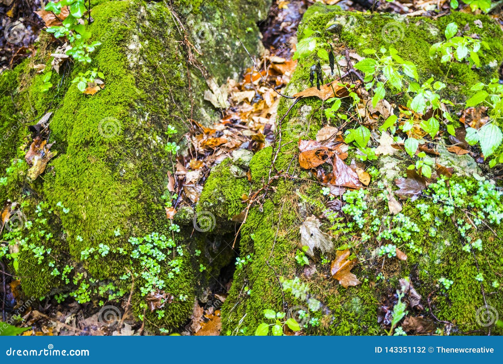 Mossy Rock, Ivy, Clifty Falls State Park Stock Photo Image of