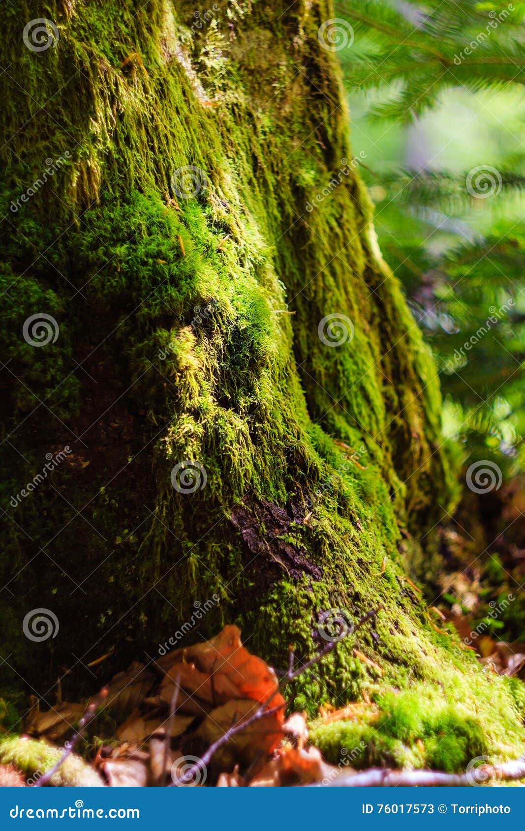 Mossy Tree Trunk Stock Image Image Of Abstract Green 76017573