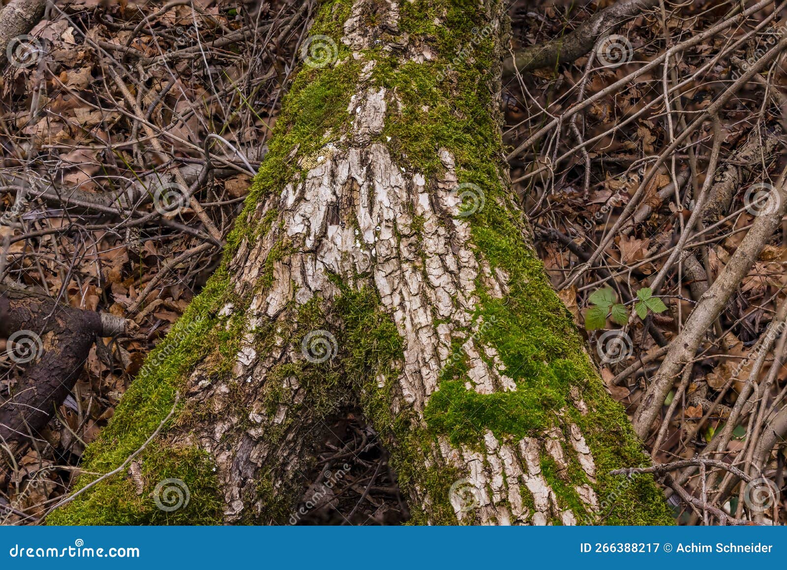 A Mossy Tree Trunk with Leaves on the Ground Photographed with Focus