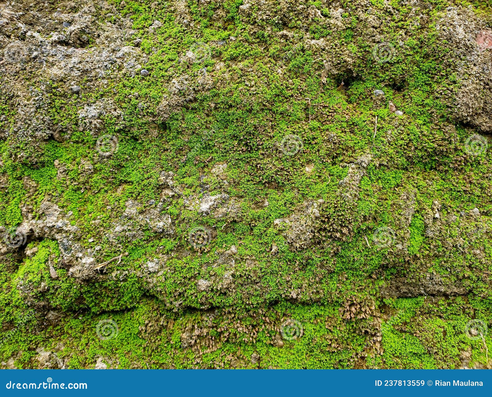 Mossy Wall Surface Texture for Background and Backdrop Stock Image