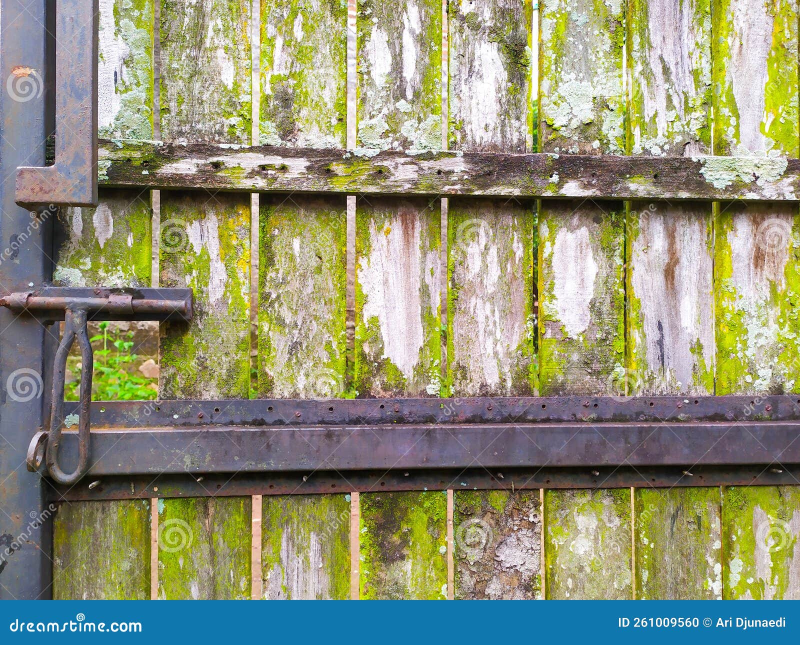 Mossy wood gate stock photo. Image of door, mossy, iron 261009560
