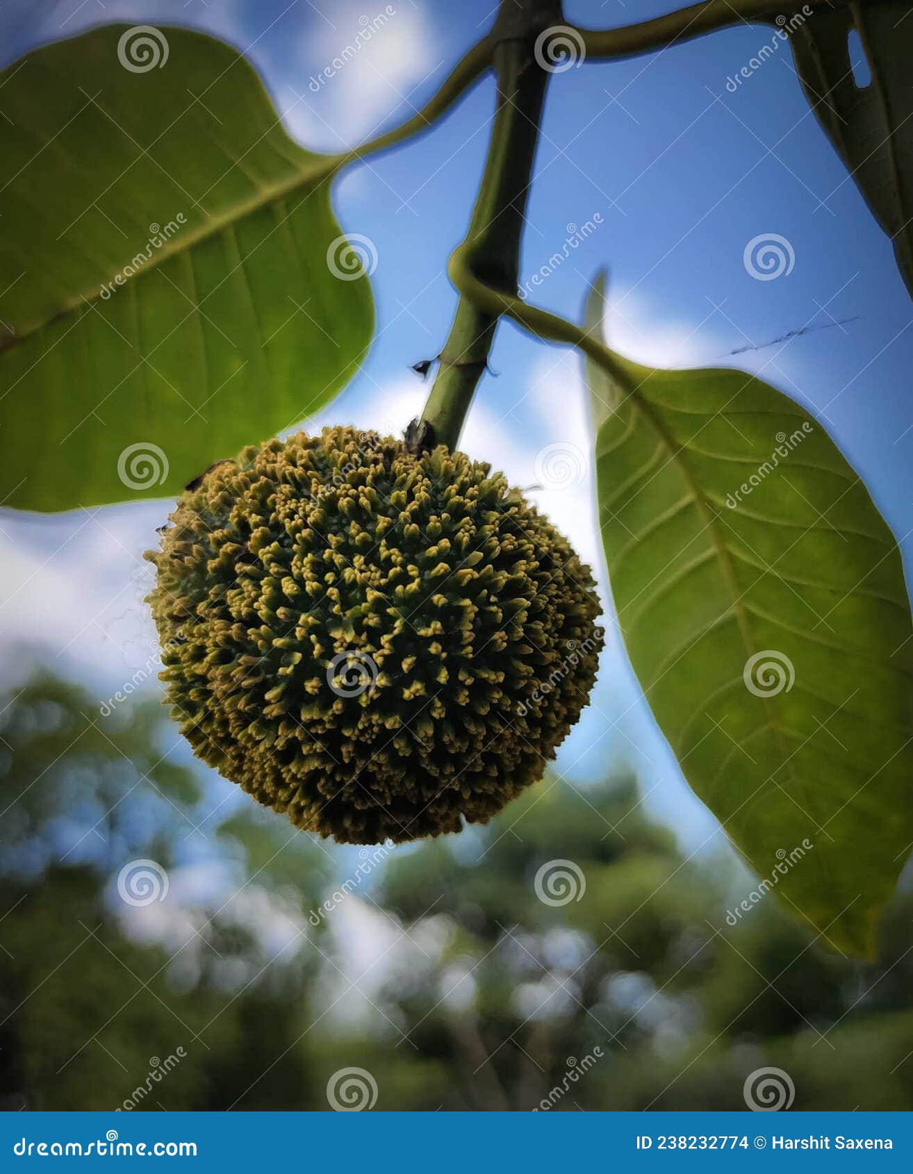 The Most Amazing Fact that Its a Flower Not a Fruit 😆 Stock Photo Image of flower