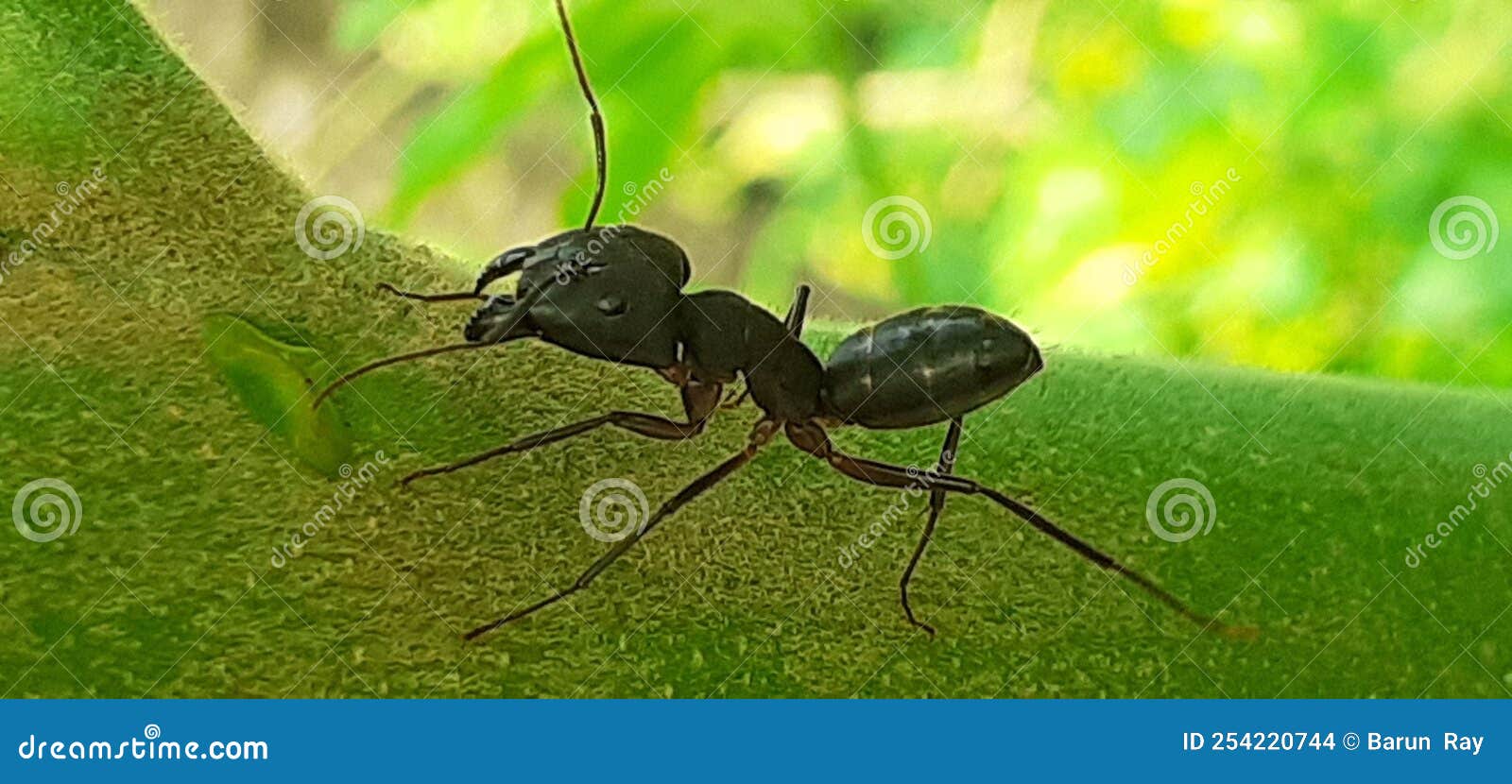 A Big Black Ant Resting on Tree Twig Stock Photo Image of insect