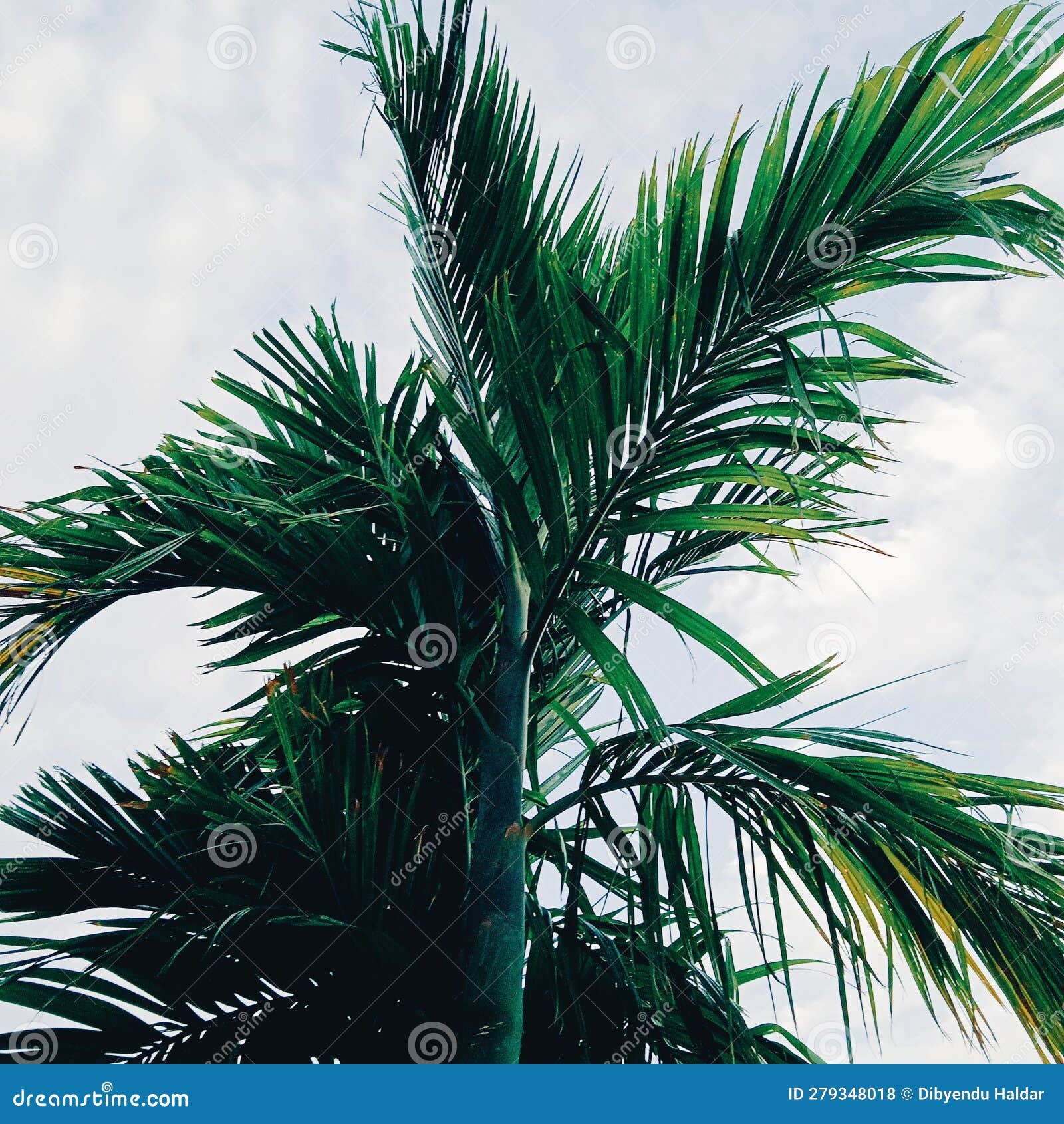 Most Beautiful American Tree Stock Photo Image of beautiful, tree