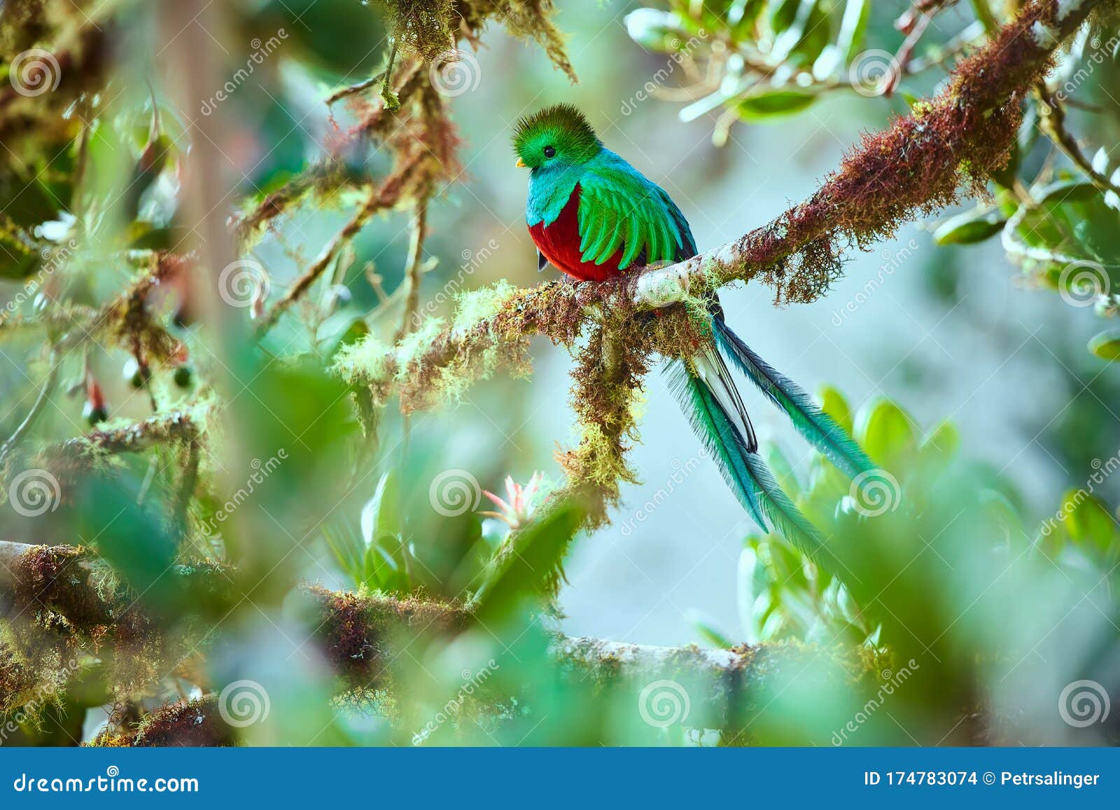 the most beautiful bird of central america. resplendent quetzal pharomachrus mocinno sitting ma branches covered with moss.