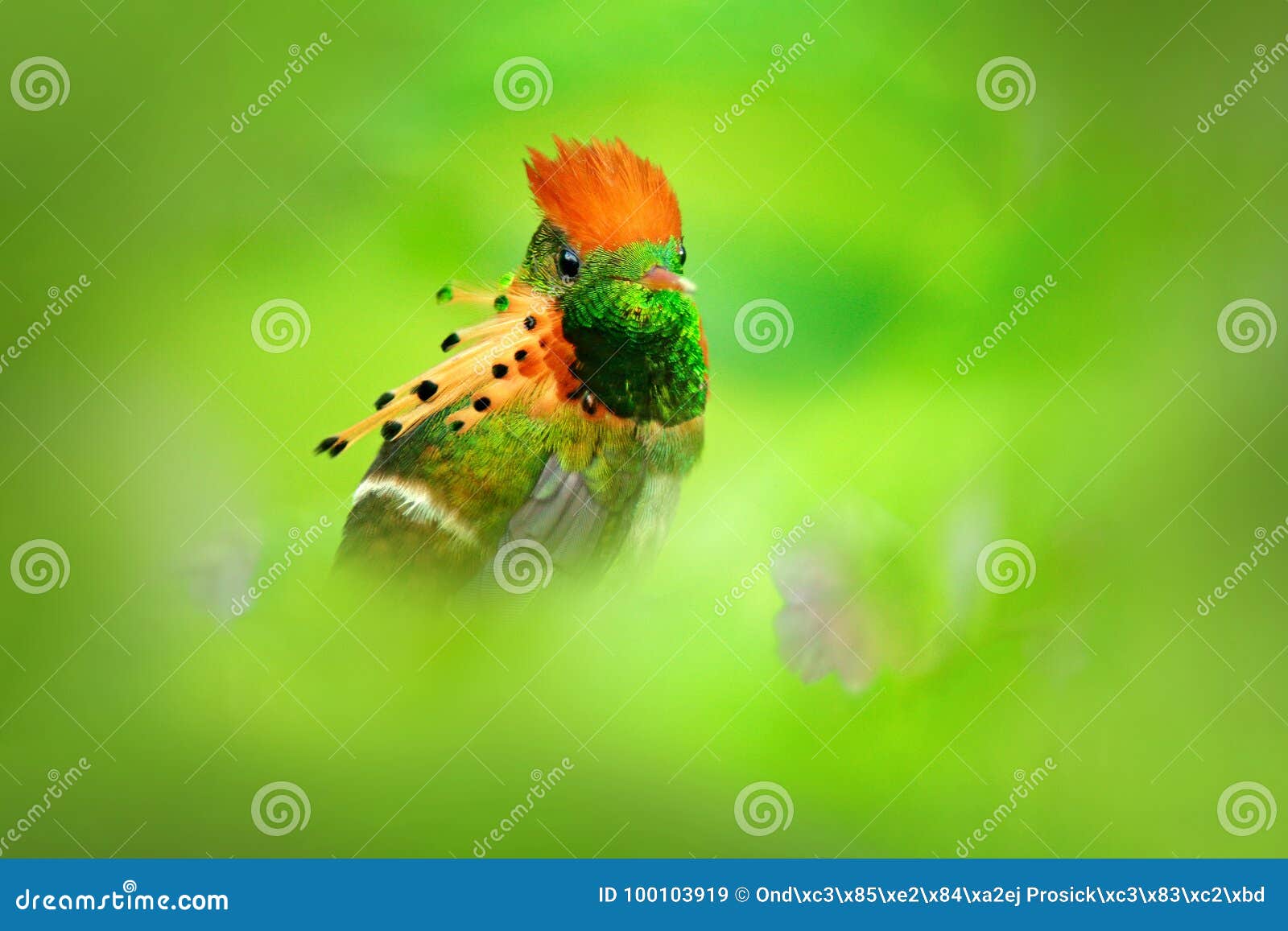 most beautiful bird in the world. tufted coquette, lophornis ornatus, colourful hummingbird with orange crest and collar in the gr