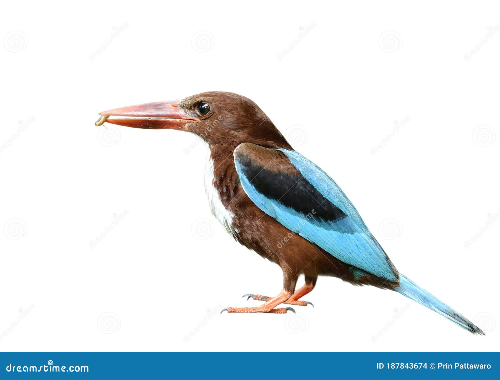 Most Beautiful Blue Bird with Large Red Beaks Isolated on White Background Stock Photo - Image of brown, background: 187843674 Most Beautiful Blue Bird with Large Red Beaks Isolated on White Background Stock Photo - Image of brown, background: 187843674