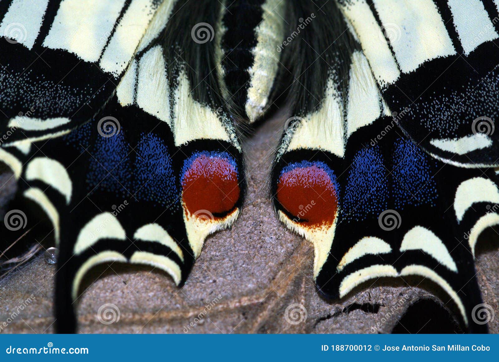 the most beautiful butterfly in spain and europe, papilio macaon