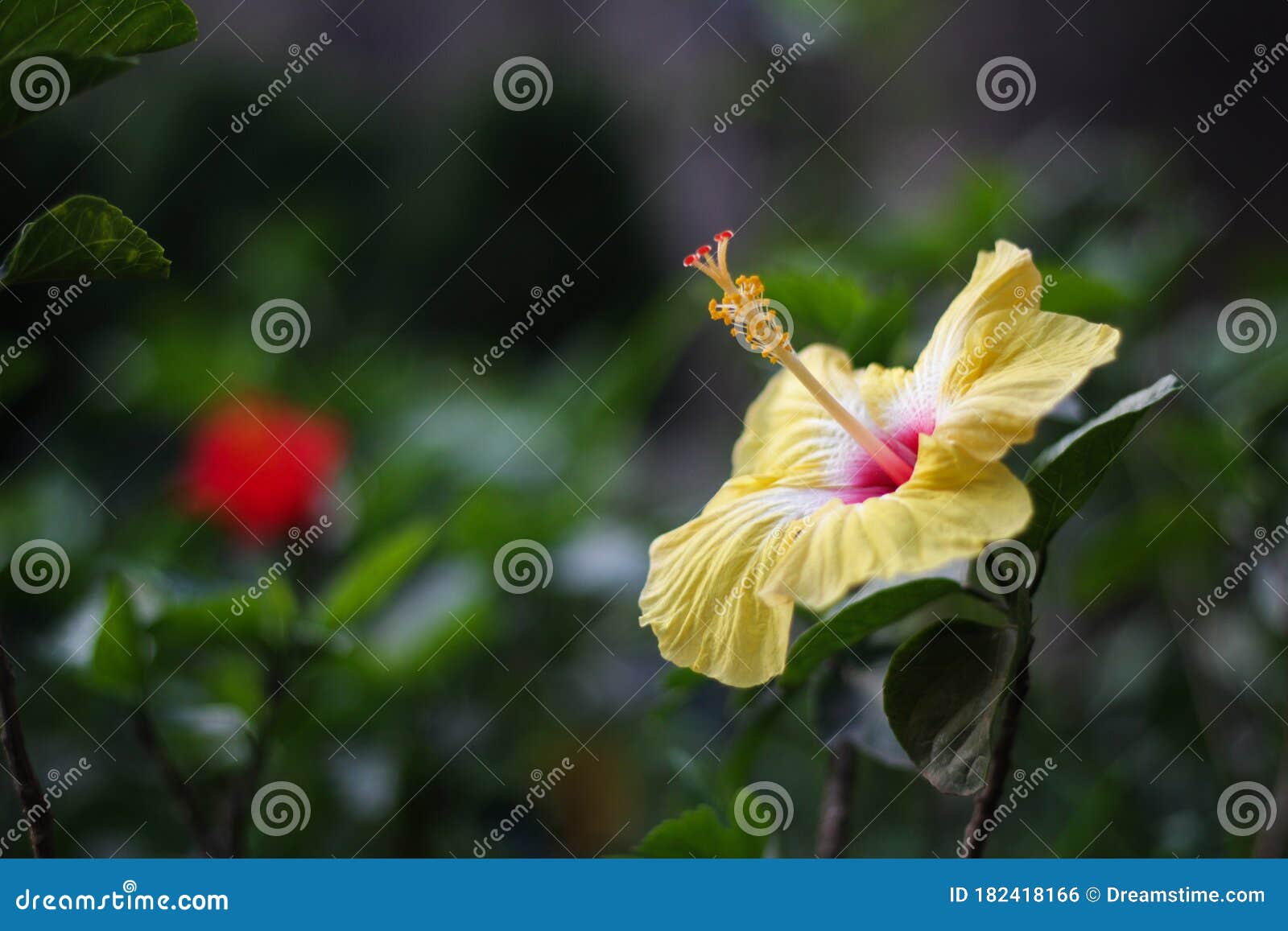 most beautiful flower in world
