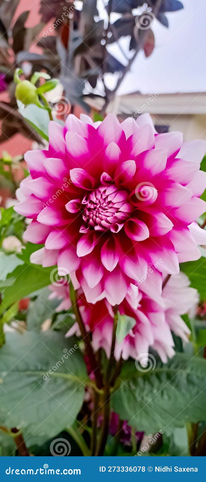 Most Beautiful Flowers Collection in the Spring Season Stock Photo