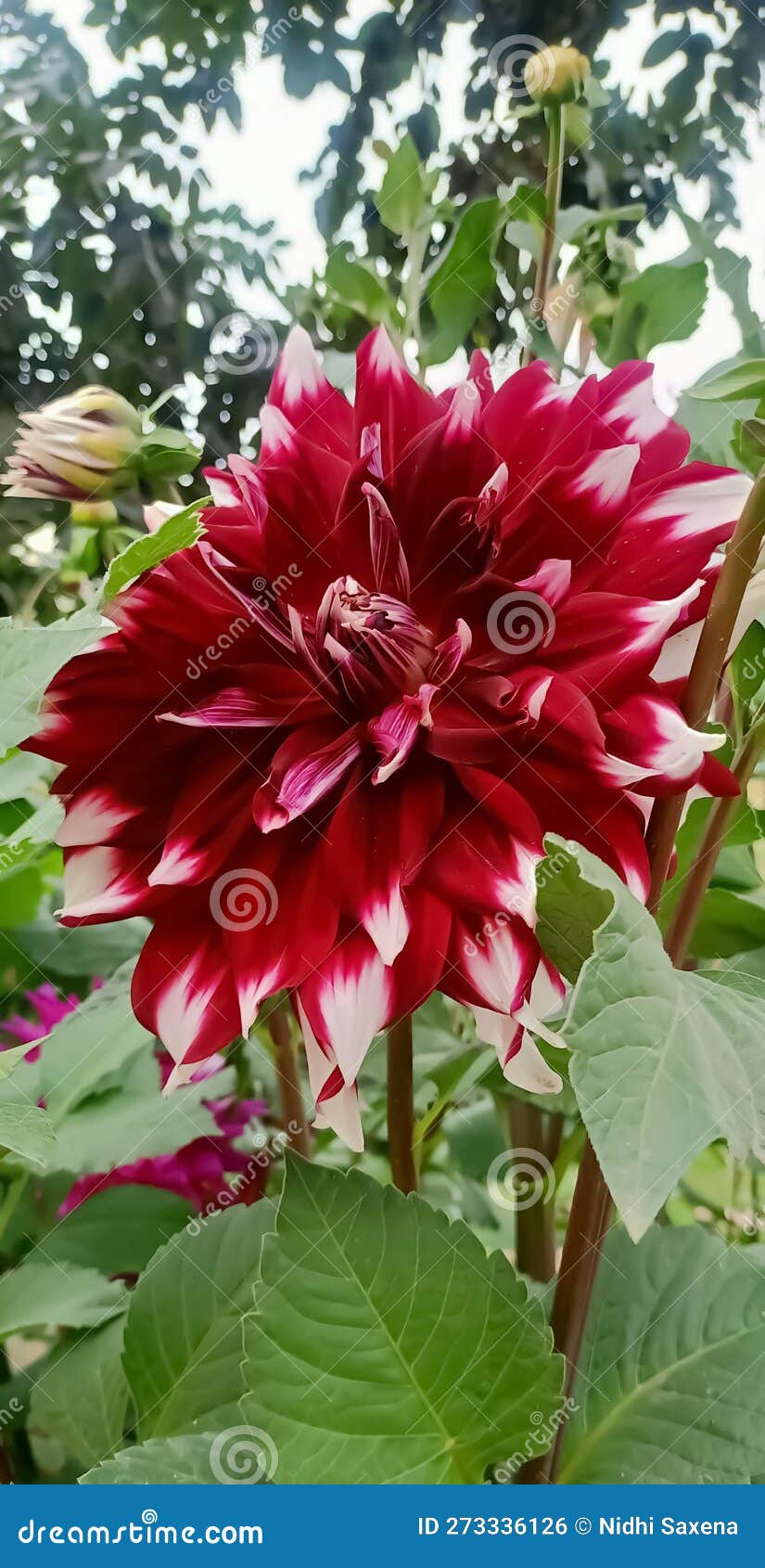 Most Beautiful Flowers Collection in the Spring Season Stock Photo